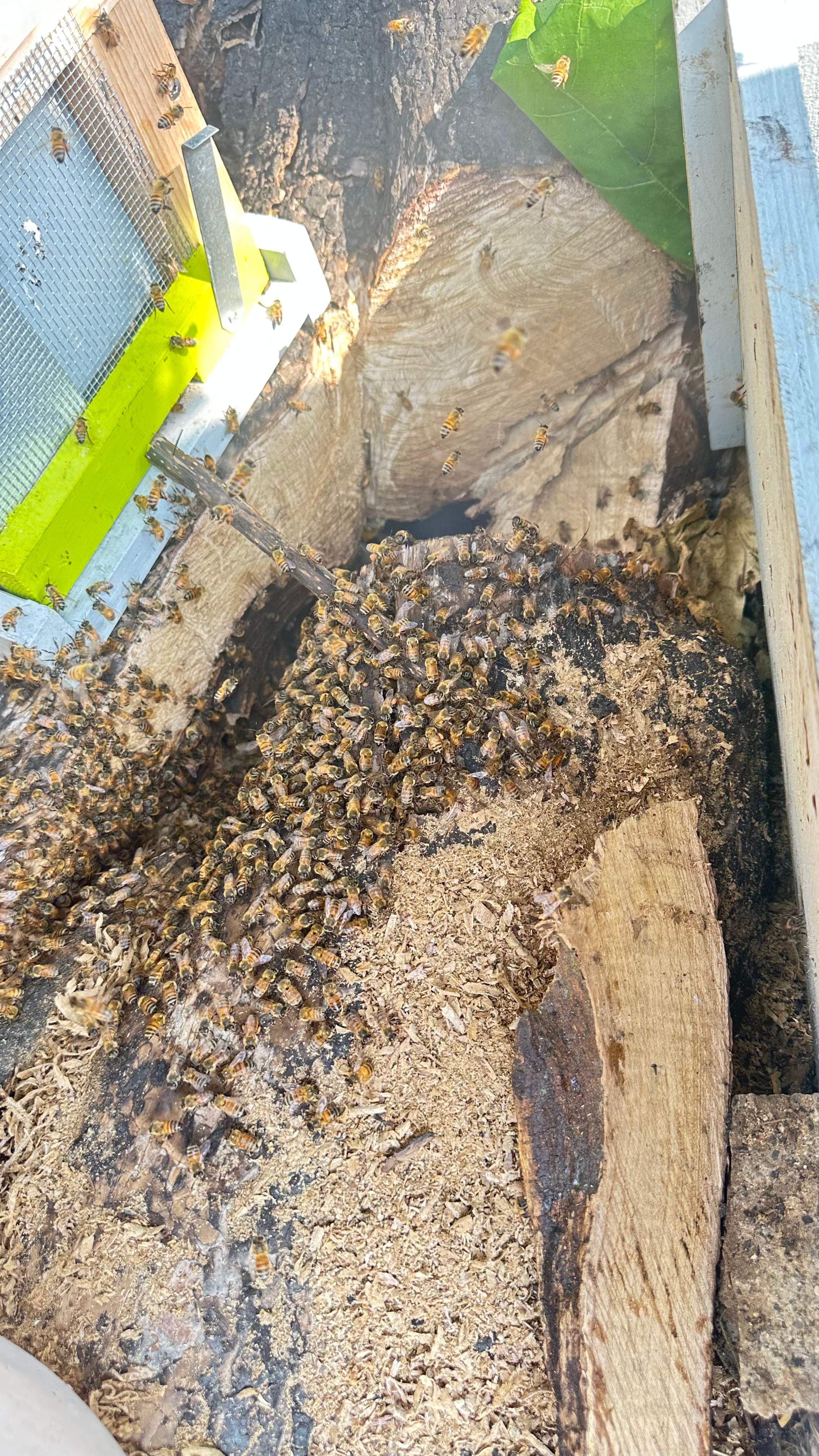 City Tree Company  by Rockwall Honey Bee Company