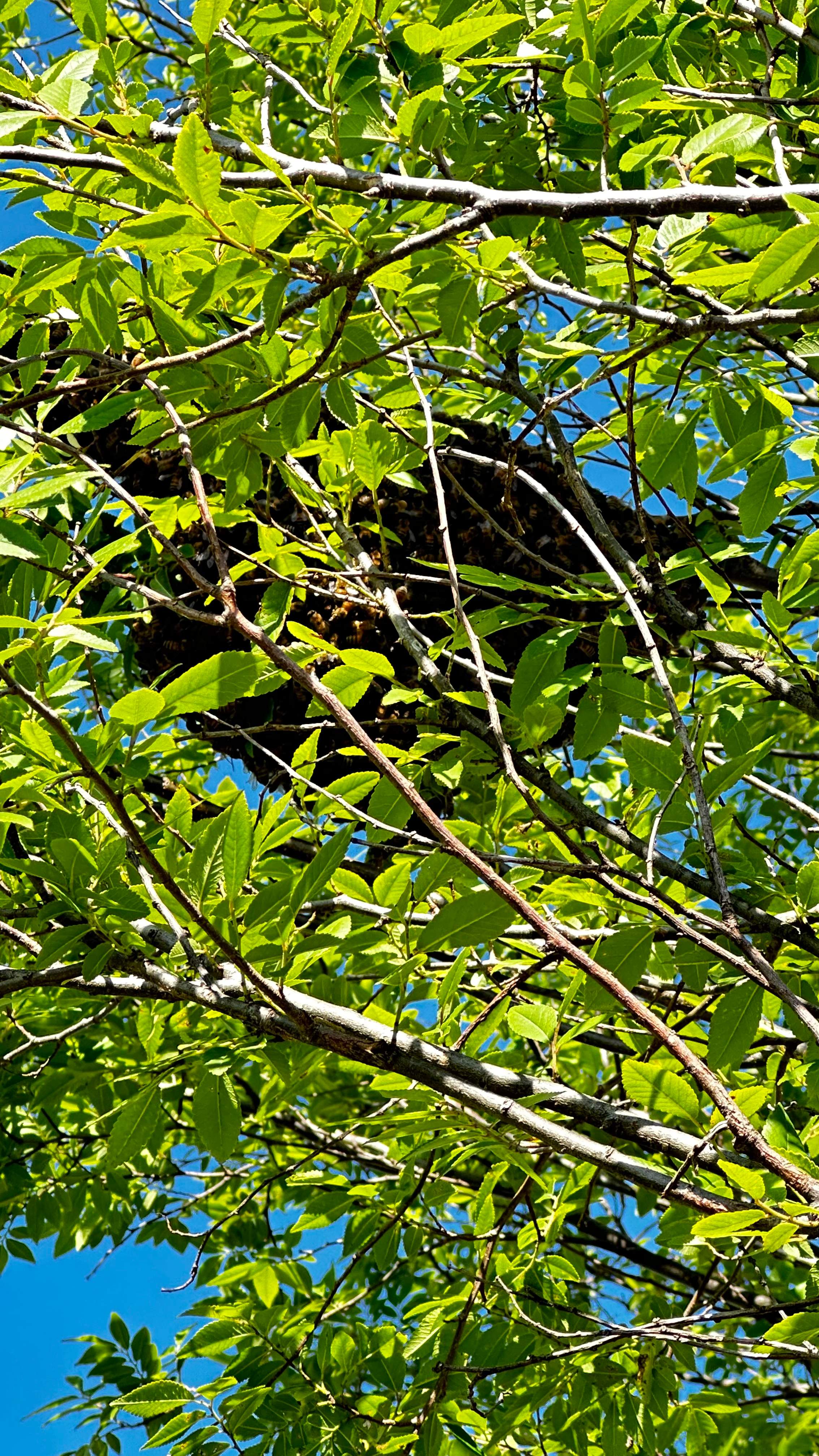 Swarm by Rockwall Honey Bee Company