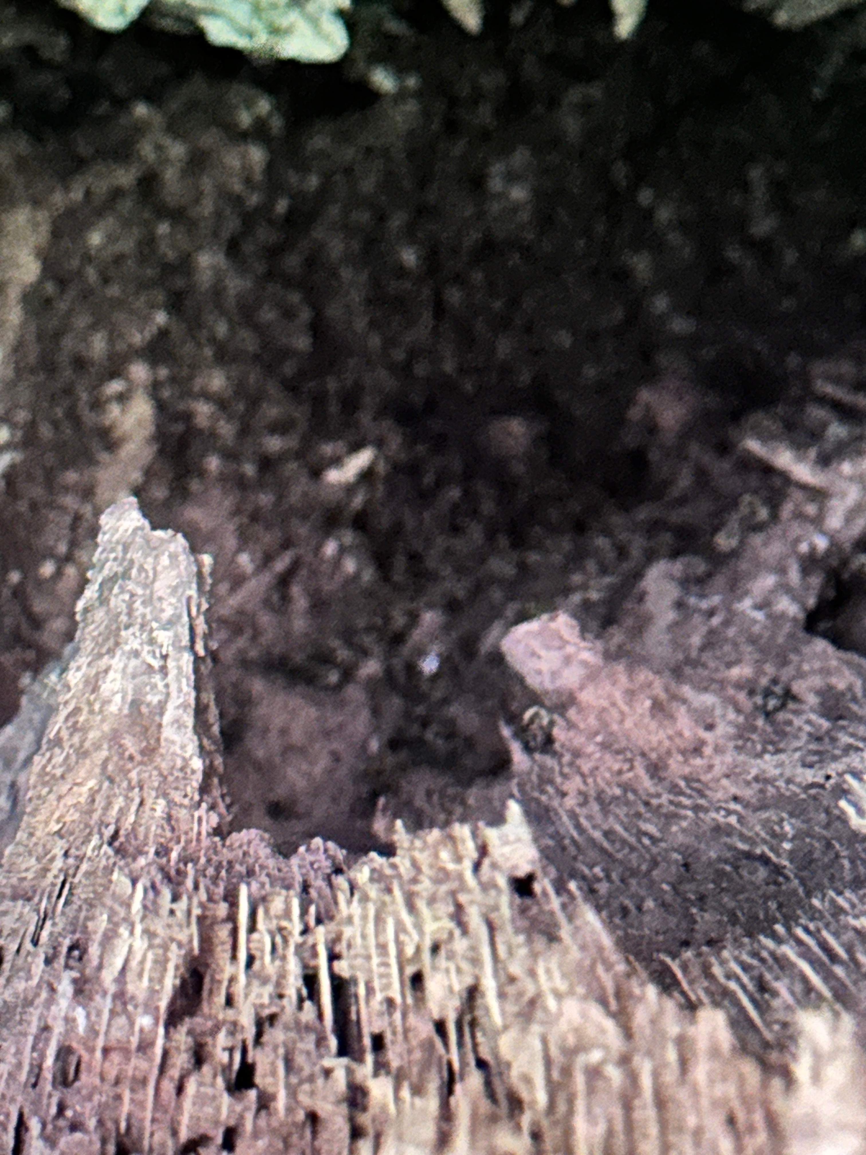 Wina-tree-go by Rockwall Honey Bee Company