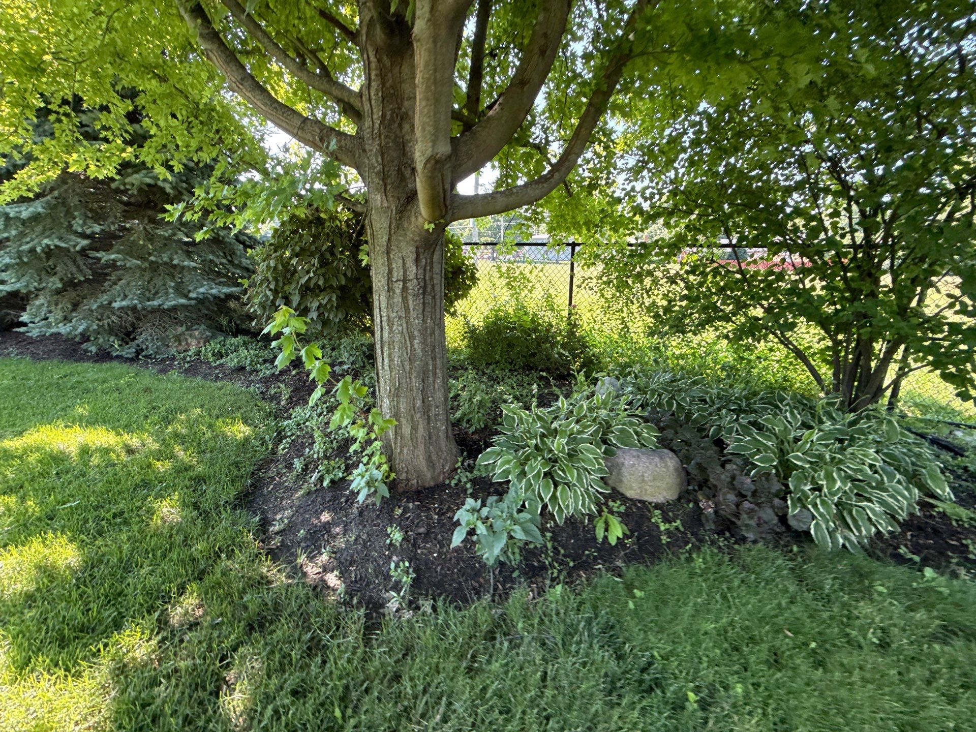 Rob M. - Arlington Heights, IL by A&N 