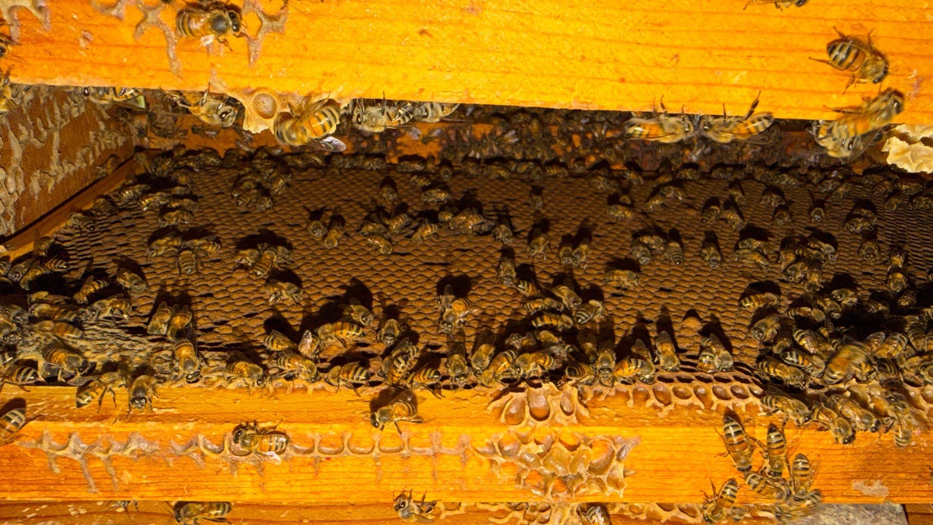 Bees by the Lot by Rockwall Honey Bee Company