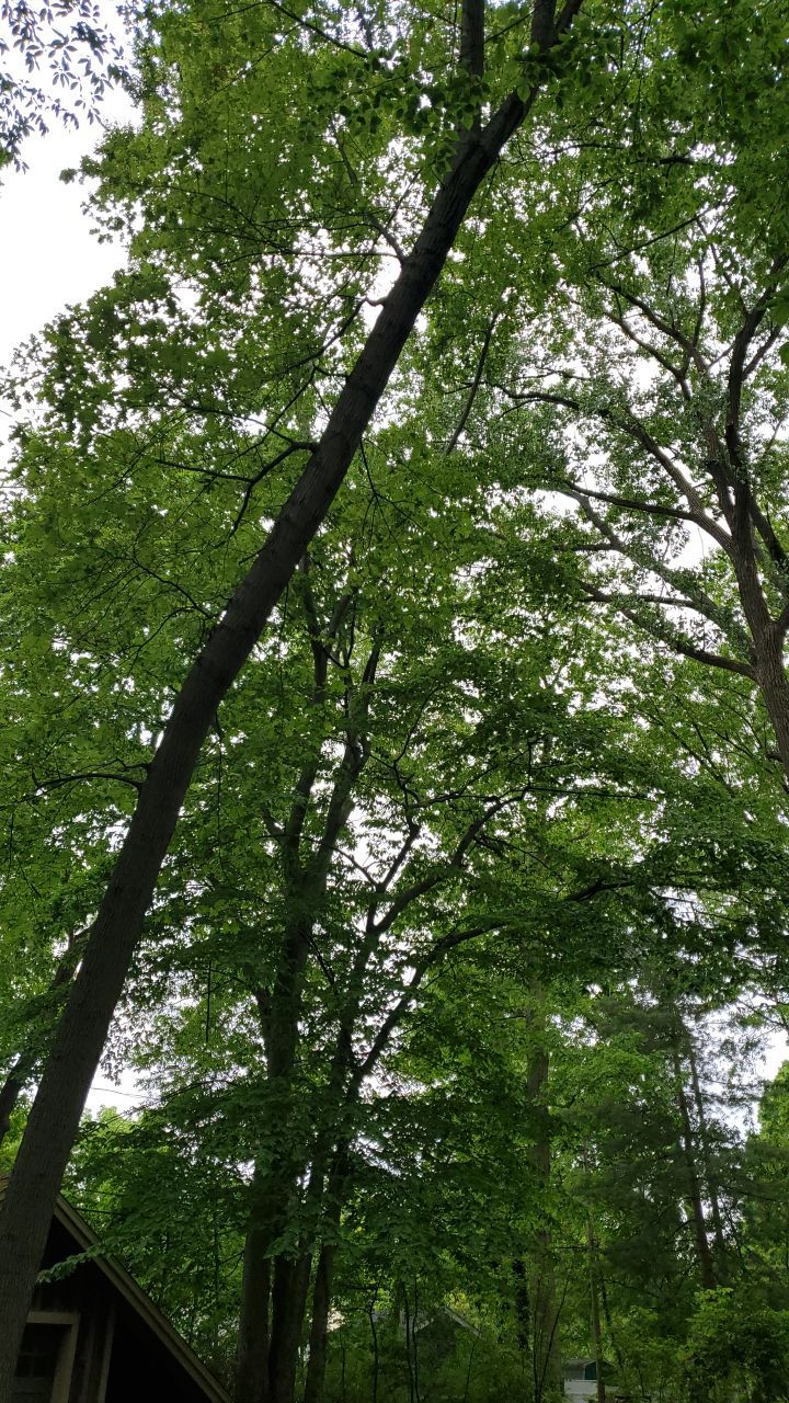 Tree Trimming using Tree Pruing by Mike Jones & Sons Tree Service LLC 