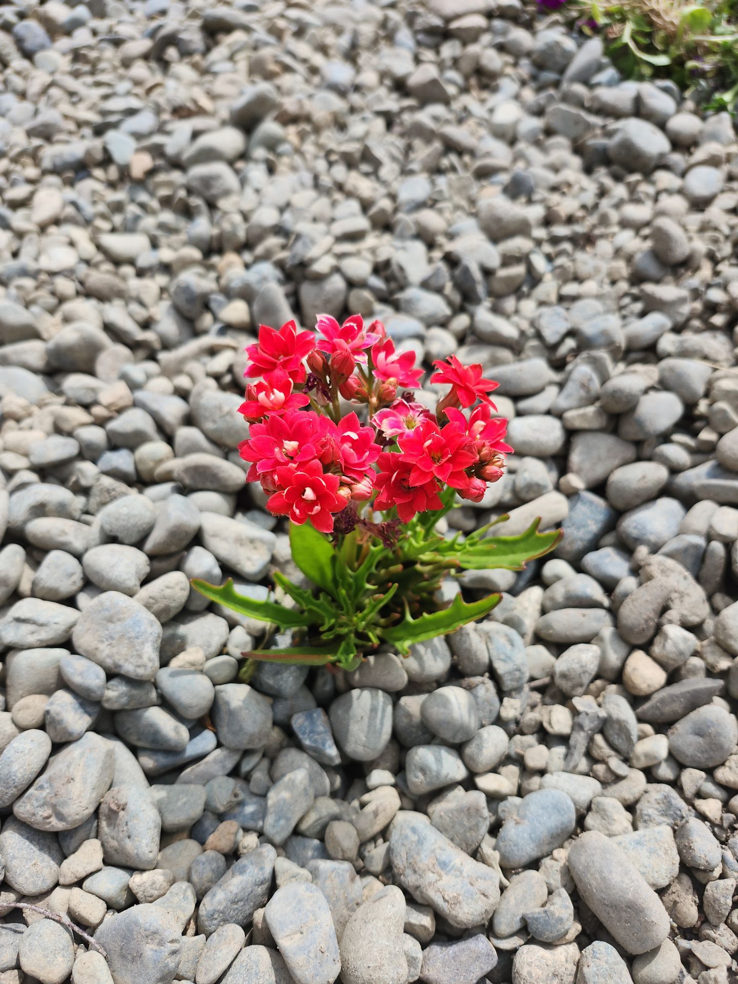 Front Yard Ecological Conversion – A West Coast-Inspired Low-Maintenance Oasis by Habanero Garden and Exterior Care