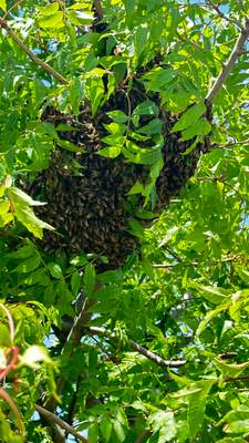 Swarm on a Branch