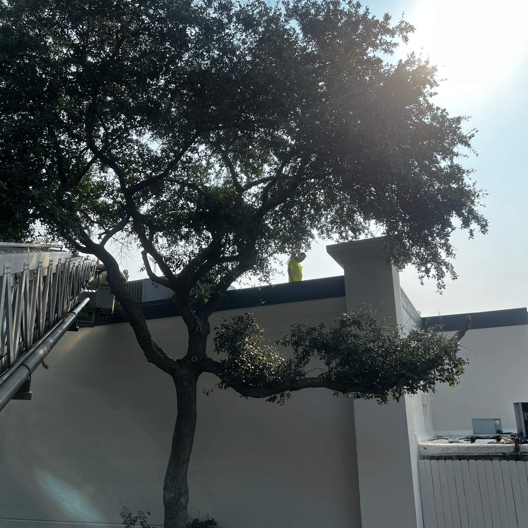 Tree Trimming | Copeland's Restaurant by ProGreen Services