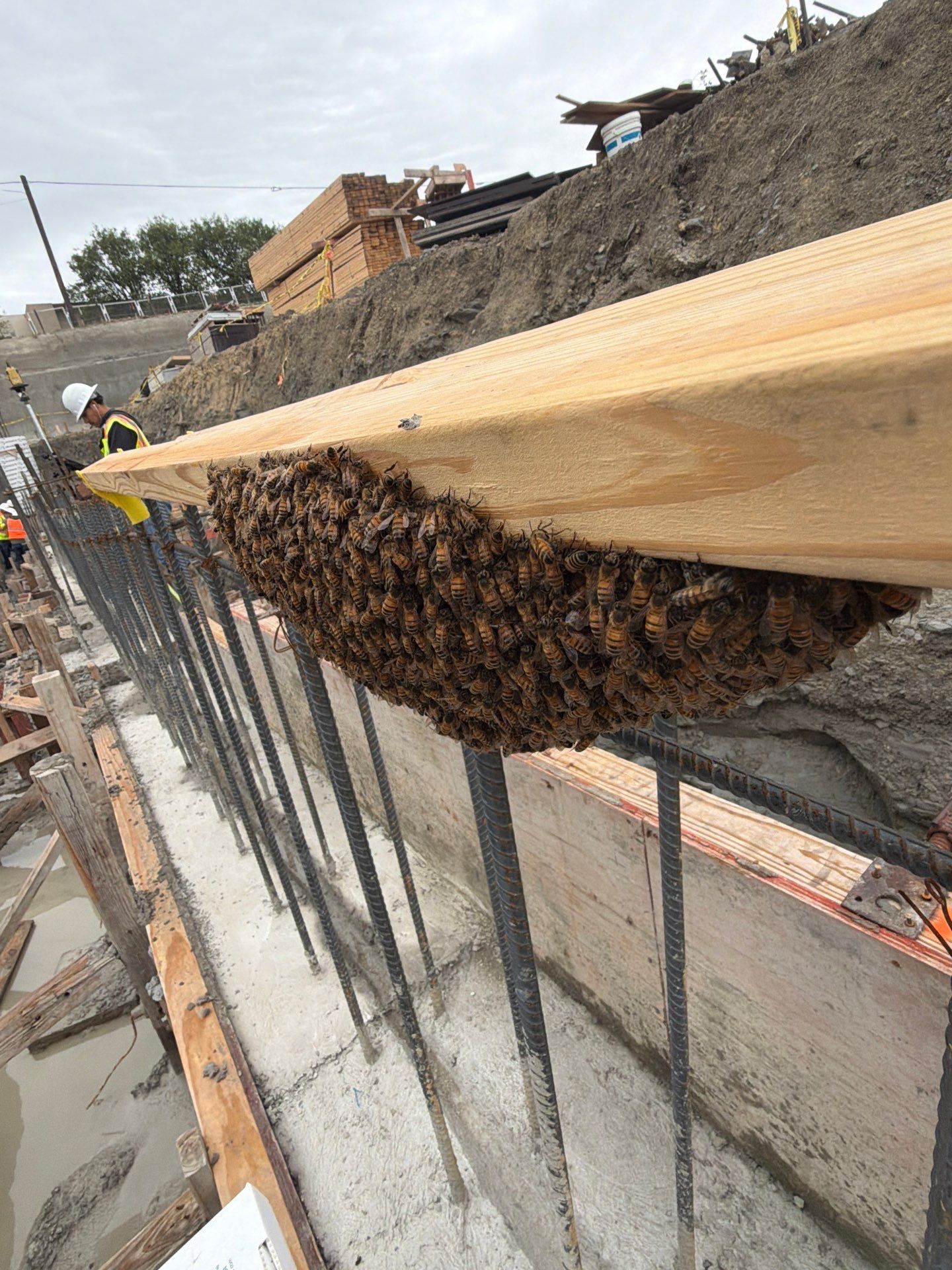 Rockwall Swarm: Downtown Construction Site by Rockwall Honey Bee Company