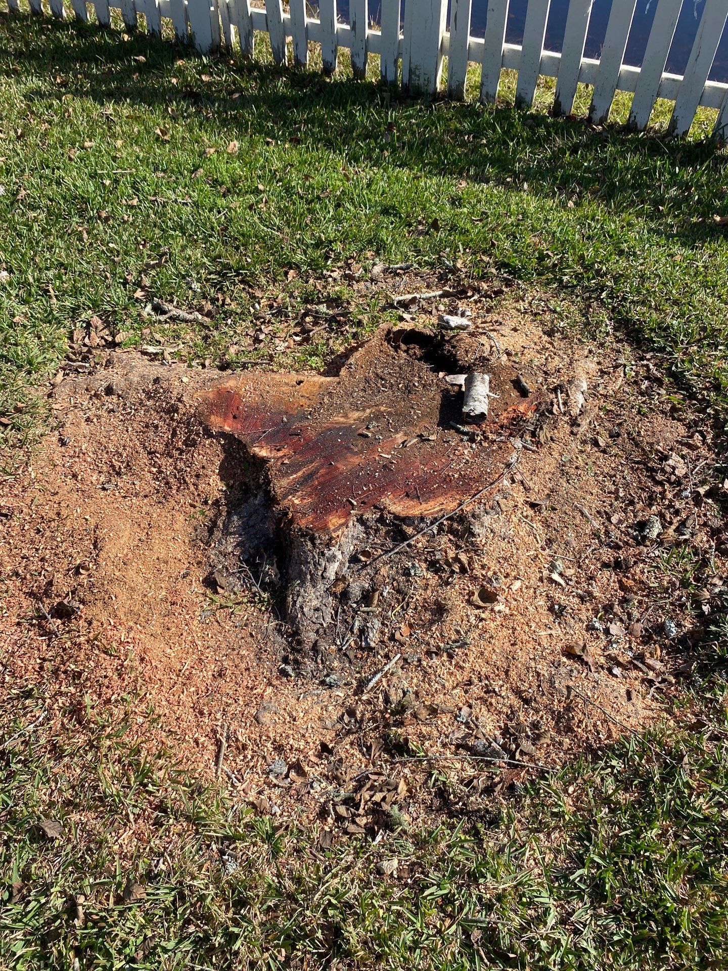 Deerwood Resident | Tree Removal & Palm Trimming by ProGreen Services