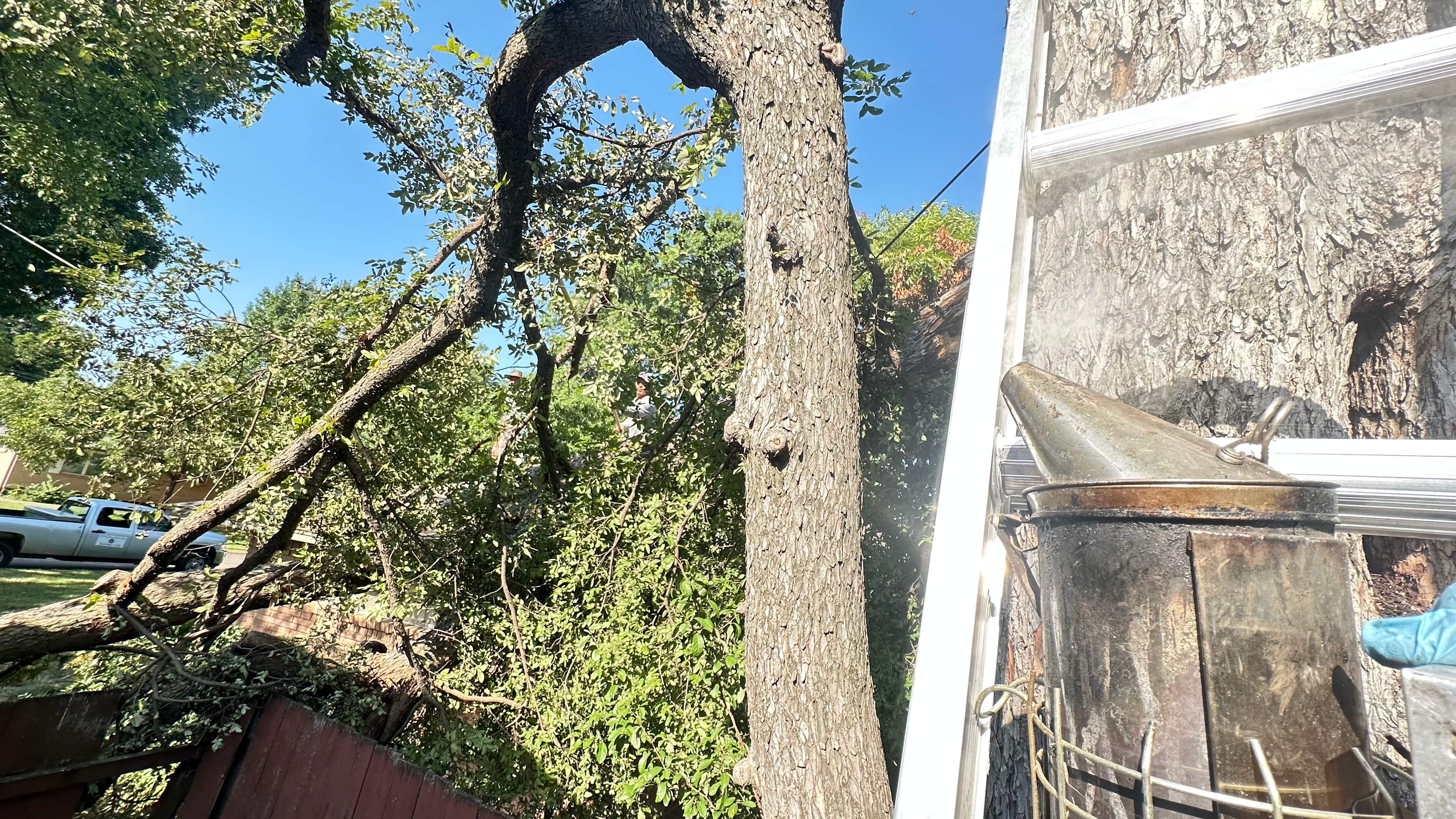 Tree Service Help  by Rockwall Honey Bee Company