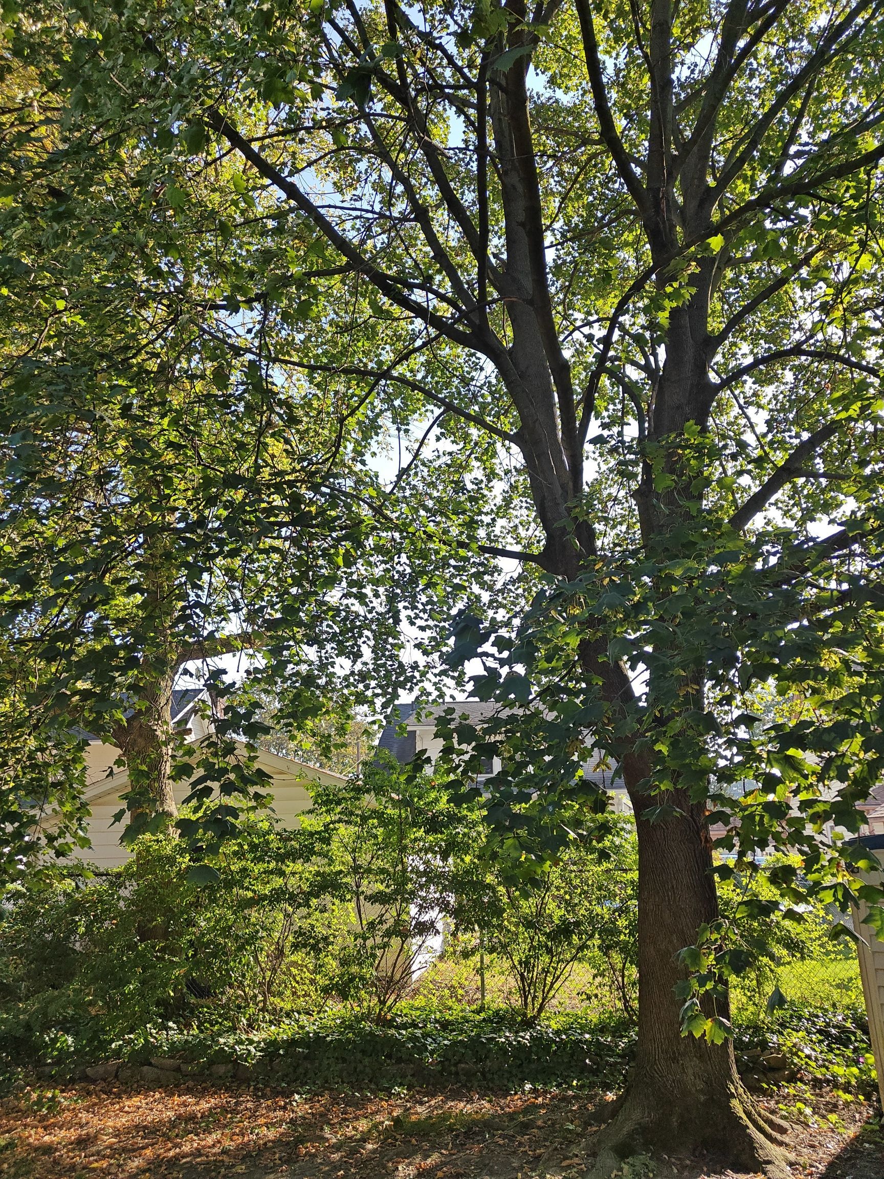 Tree Trimming using Tree Pruing by Mike Jones & Sons Tree Service LLC 