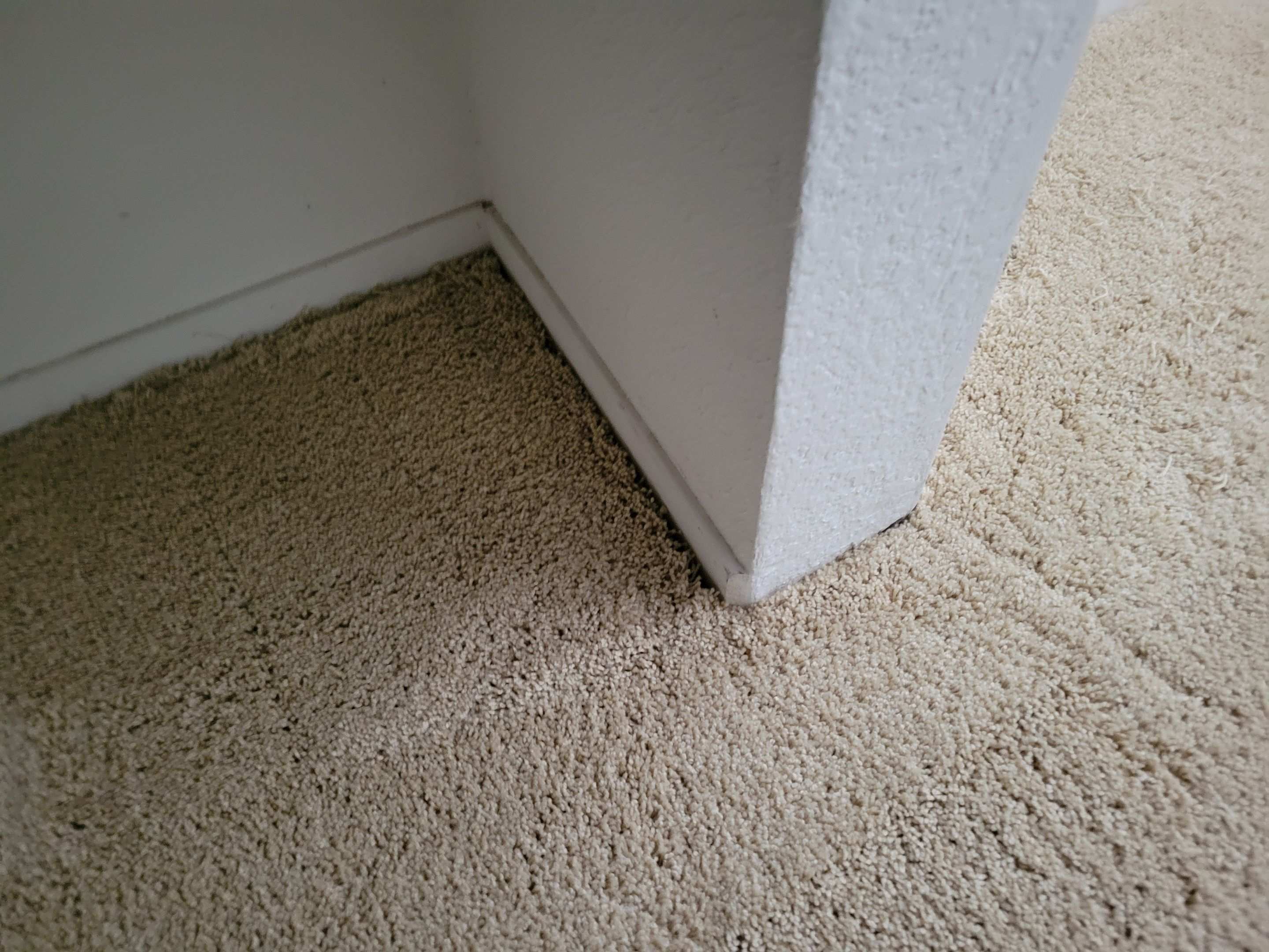 Carpet Re-stretching and Cleaning by Ardent Carpet Restore LLC