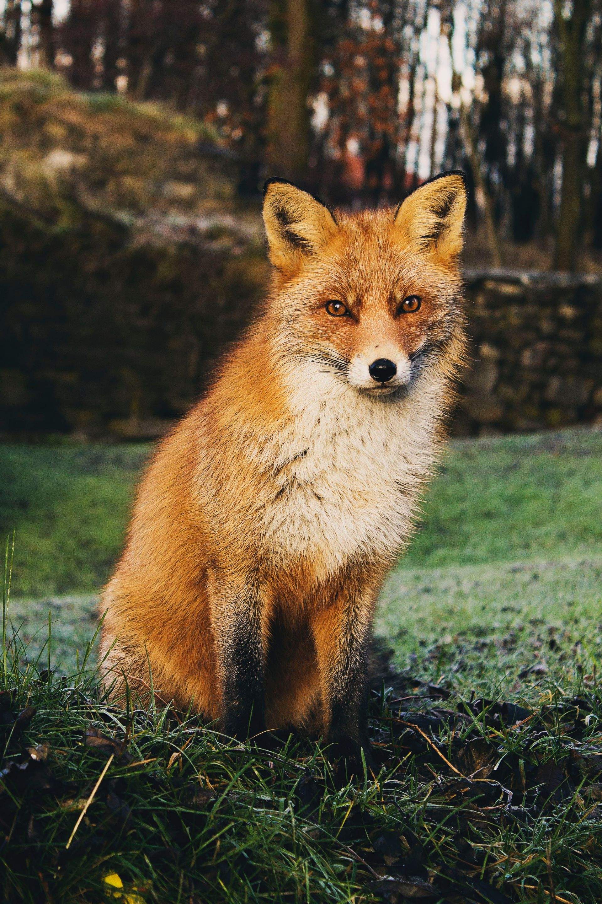 Animals using Ruby by CompanyCam