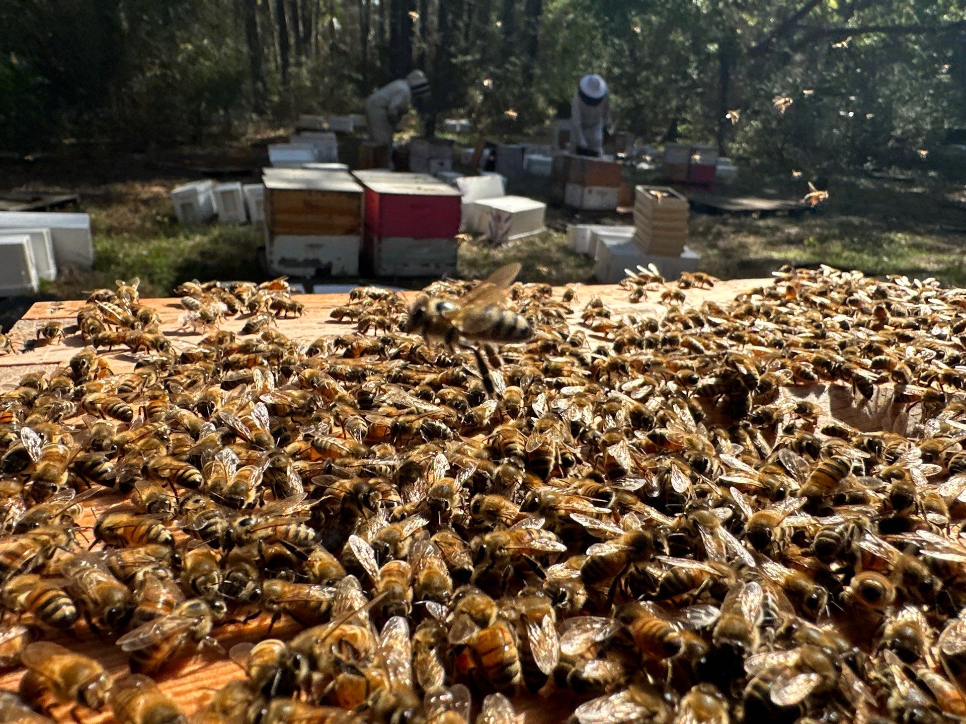 Tree Farm Apiary by Rockwall Honey Bee Company