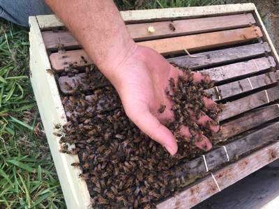 Bees Handled