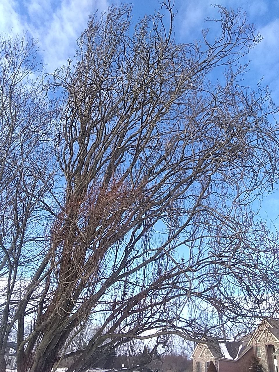 Tree Trimming using Tree Pruing by Mike Jones & Sons Tree Service LLC 