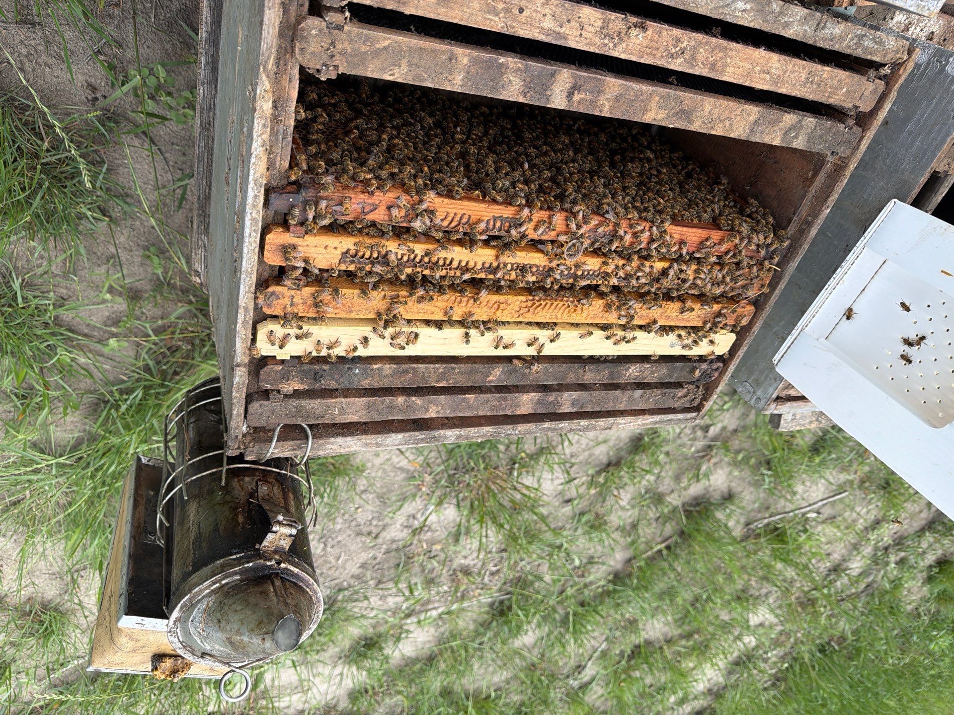 Exemption in Royse City, TX by Rockwall Honey Bee Company