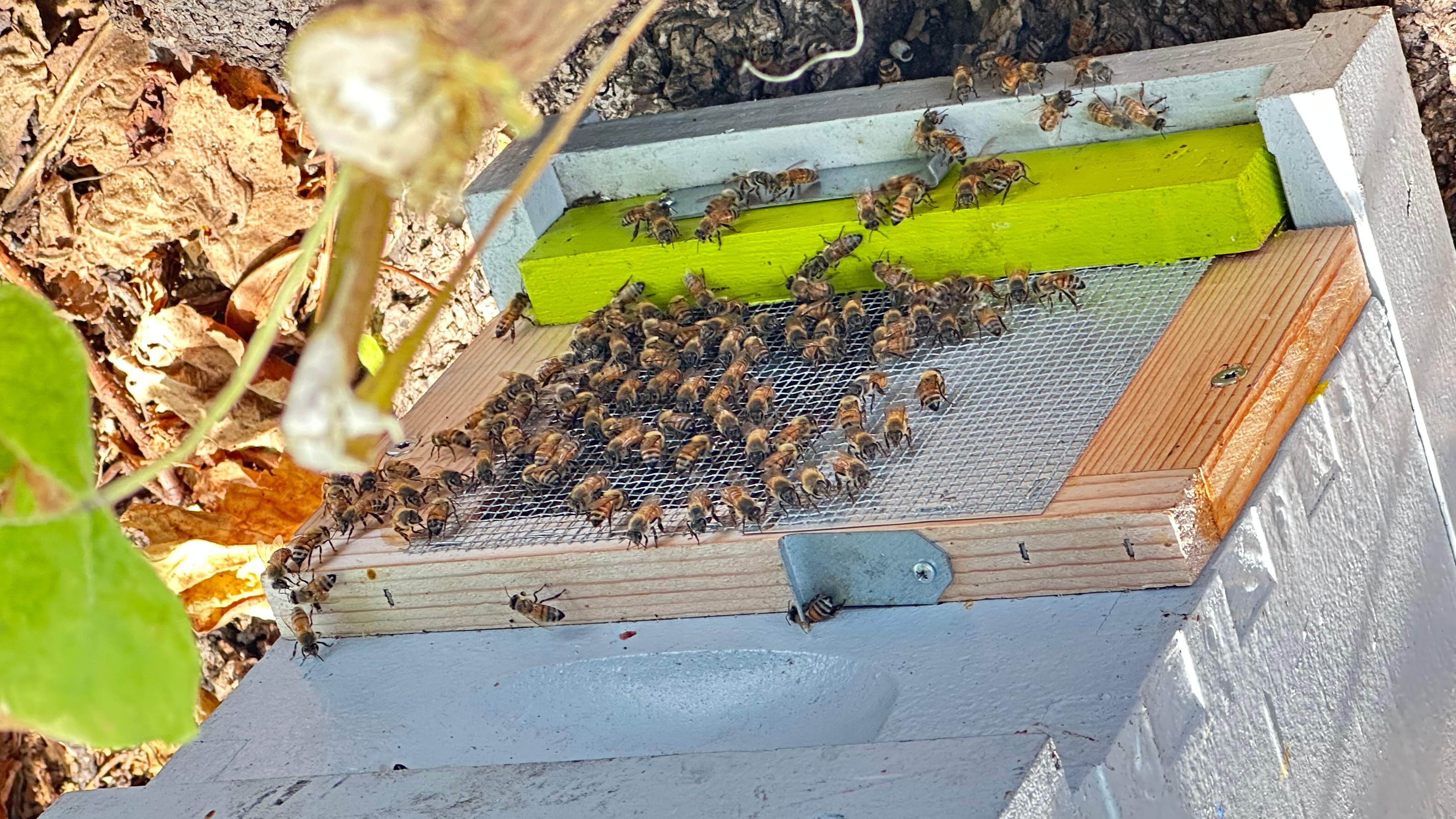 City Tree Company  by Rockwall Honey Bee Company