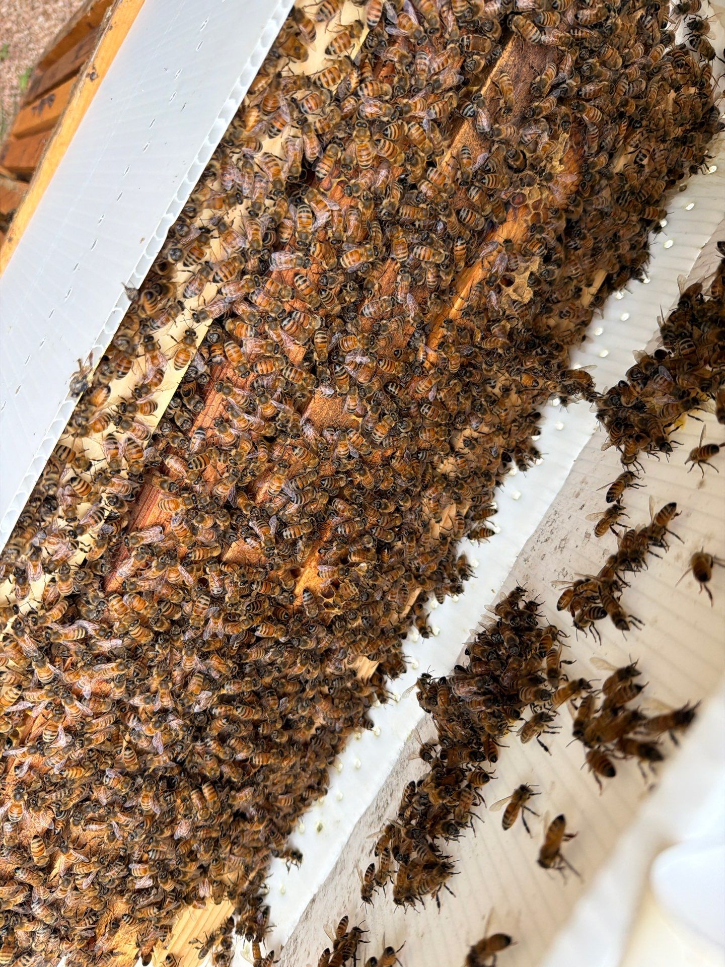 A Corp. HQ by Rockwall Honey Bee Company