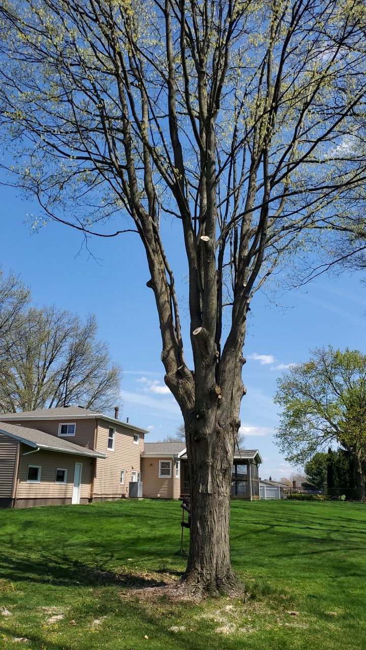 Tree Removal using Tree Removal by Mike Jones & Sons Tree Service LLC 