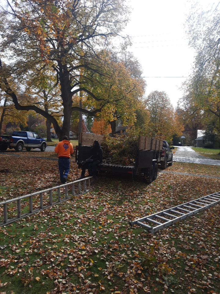 Tree Removal using Tree Removal by Mike Jones & Sons Tree Service LLC 