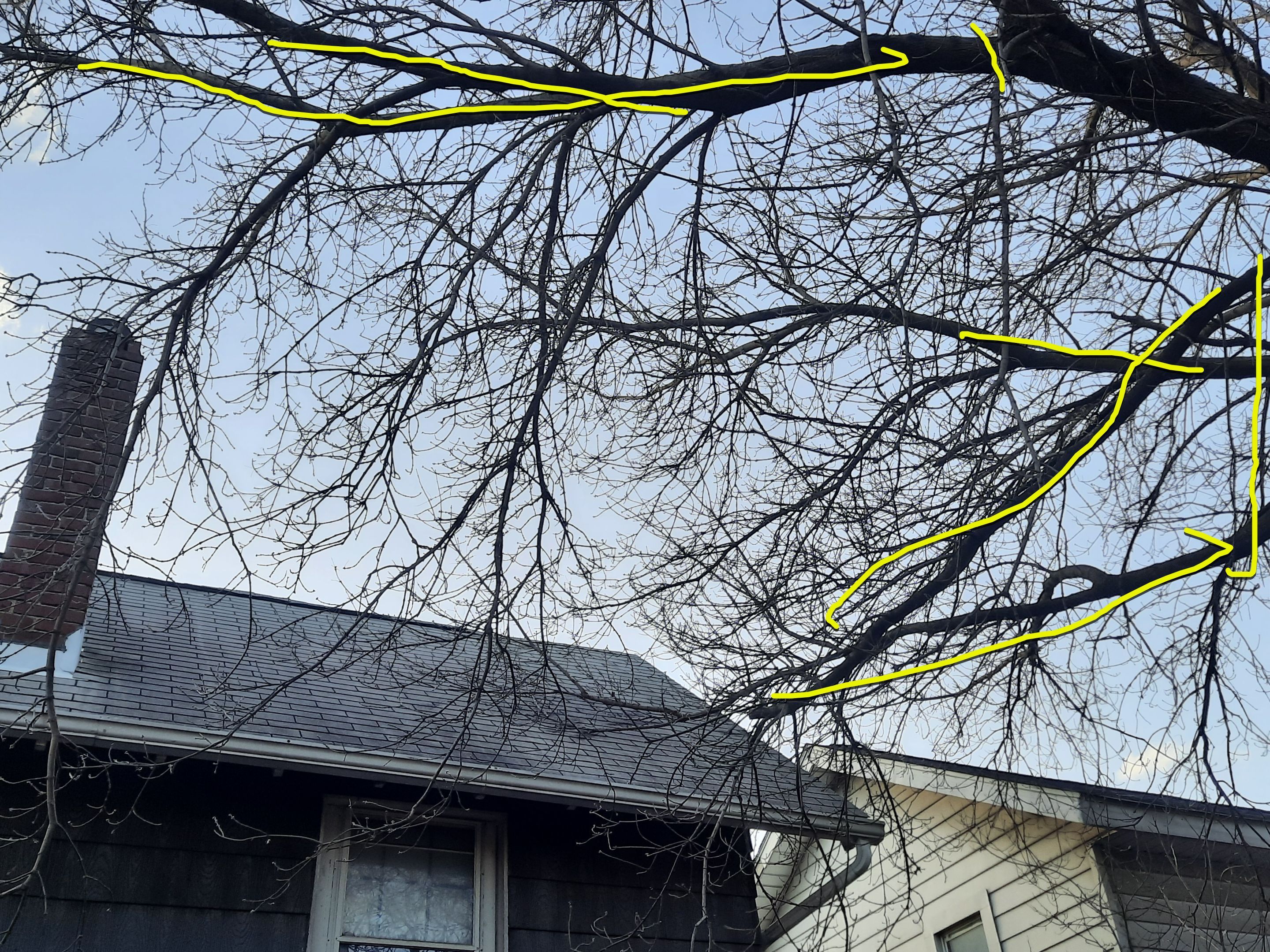 Tree Trimming using Tree Pruing by Mike Jones & Sons Tree Service LLC 