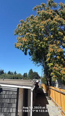 🌳 Tacoma Tree Trimming Success! 🌳