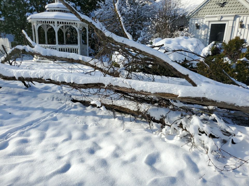 Tree Removal using Tree Removal by Mike Jones & Sons Tree Service LLC 