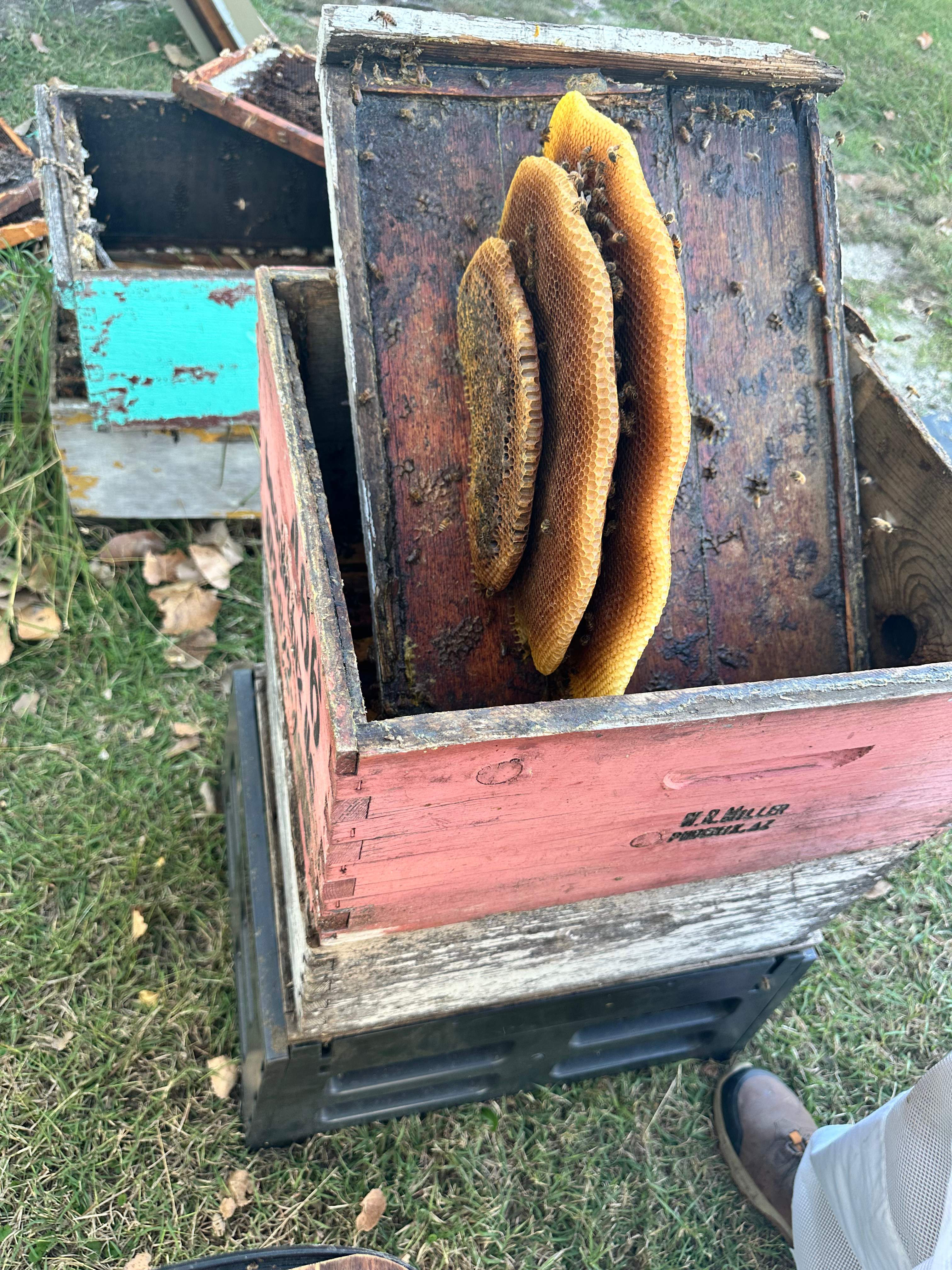 Rockwall Honey Bee Company HQ by Rockwall Honey Bee Company