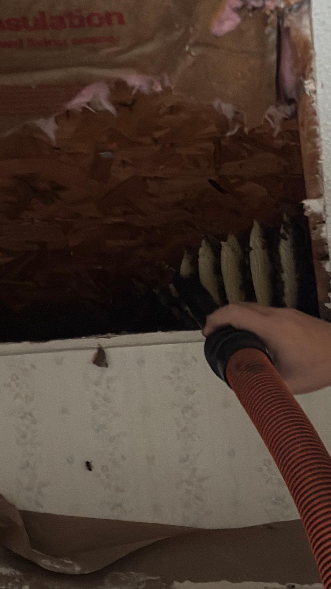 Kitchen ceiling bees by Rockwall Honey Bee Company