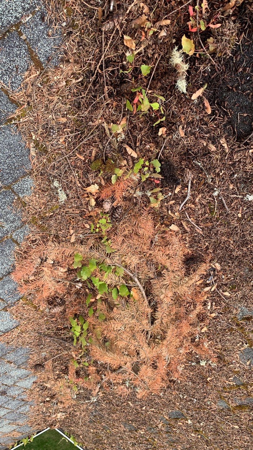 Softwashed in many Years back, and organic regrowth significant by DawnSky LLC