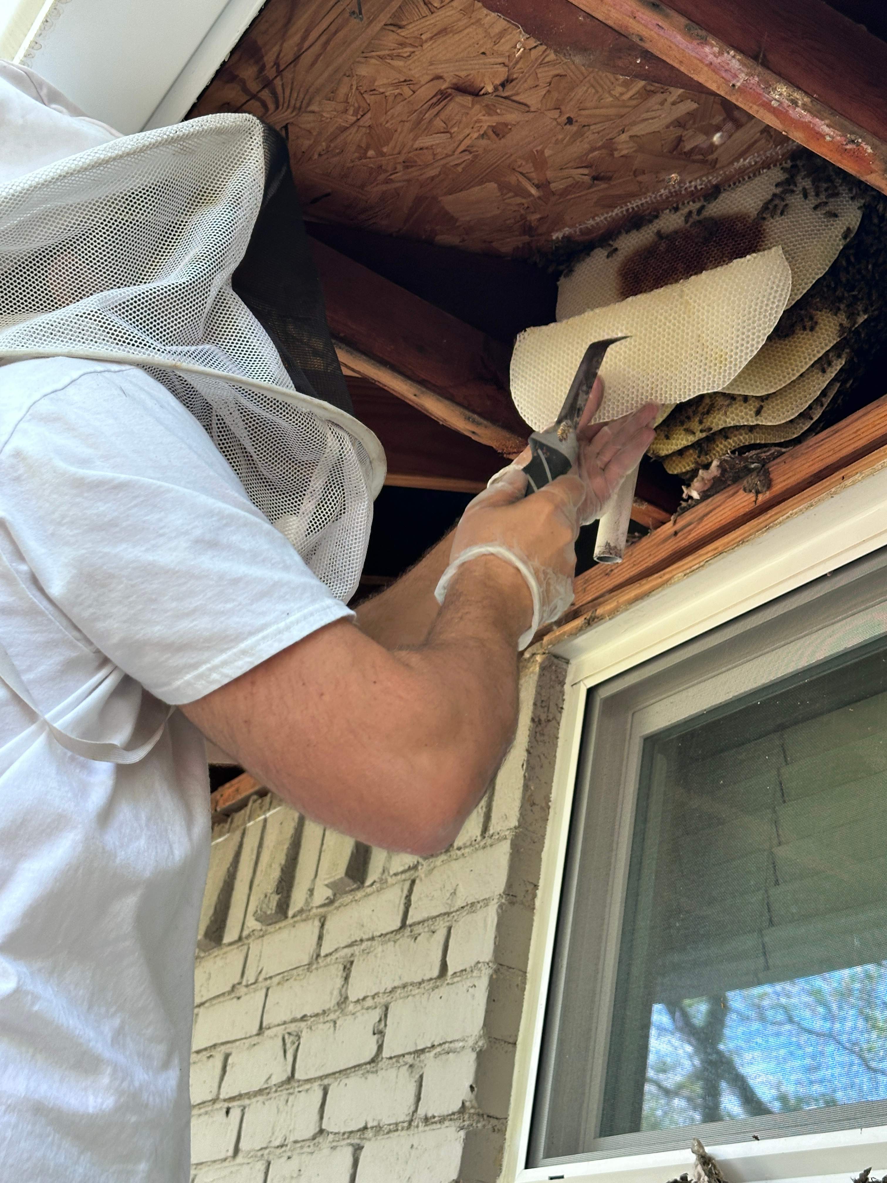 Show-and-Tell by Rockwall Honey Bee Company