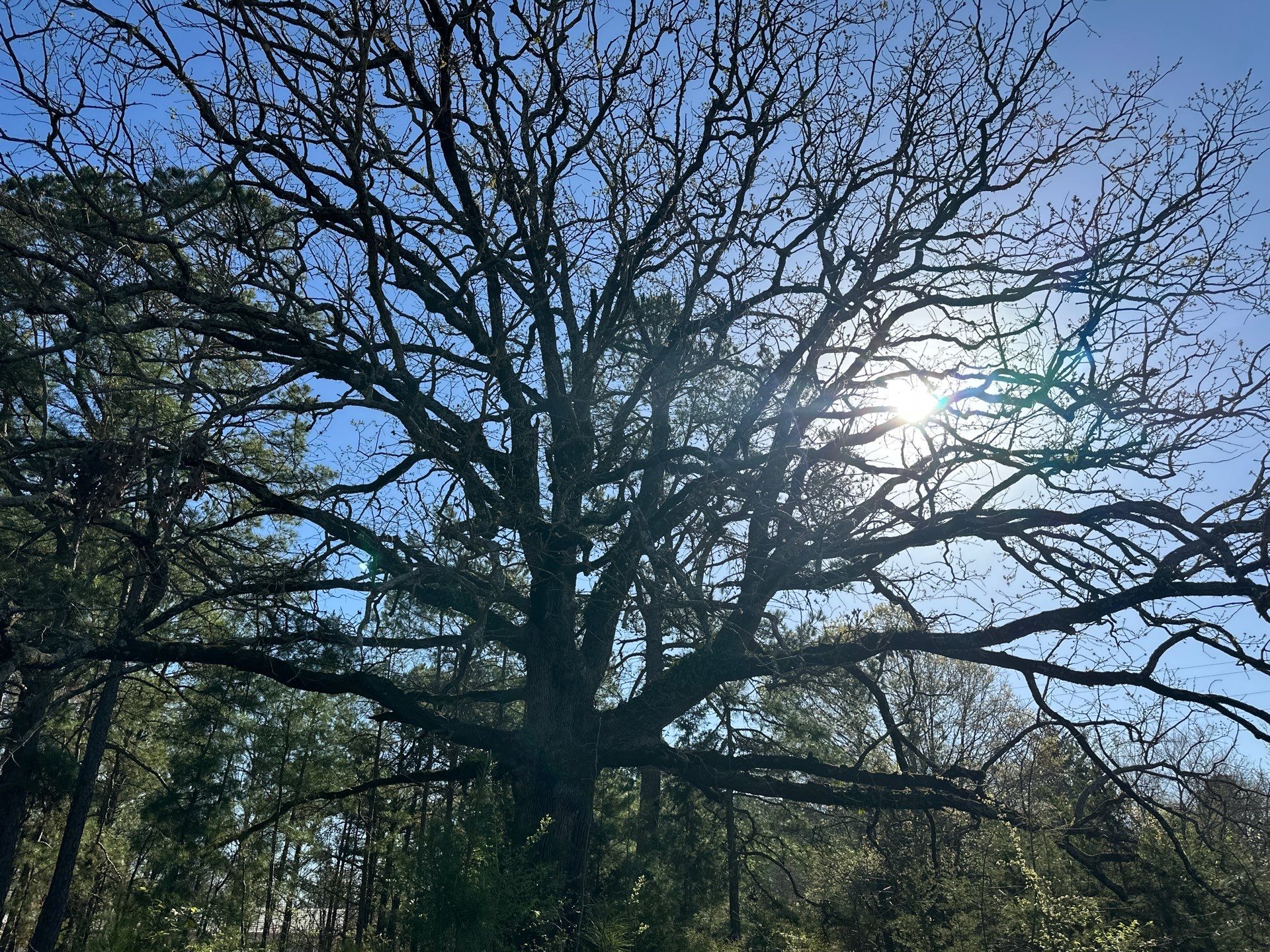 BeeGirl ETX HQ by Rockwall Honey Bee Company