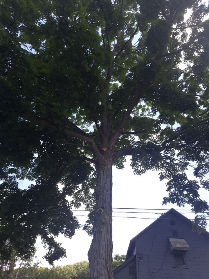 Tree Removal using Tree Removal by Mike Jones & Sons Tree Service LLC 