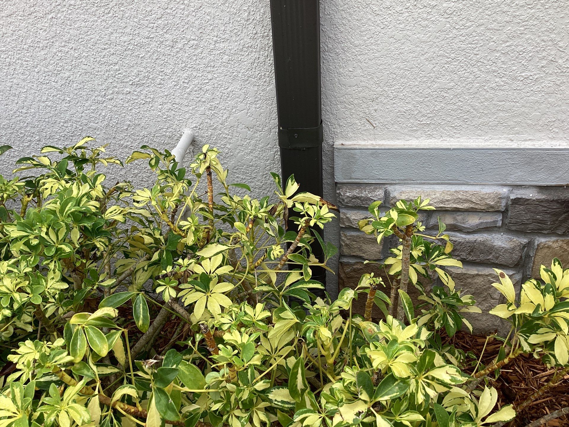 Musket brown seamless gutters with splash guards, new downspouts, and extensions in Bradenton, FL by Gutter Professors