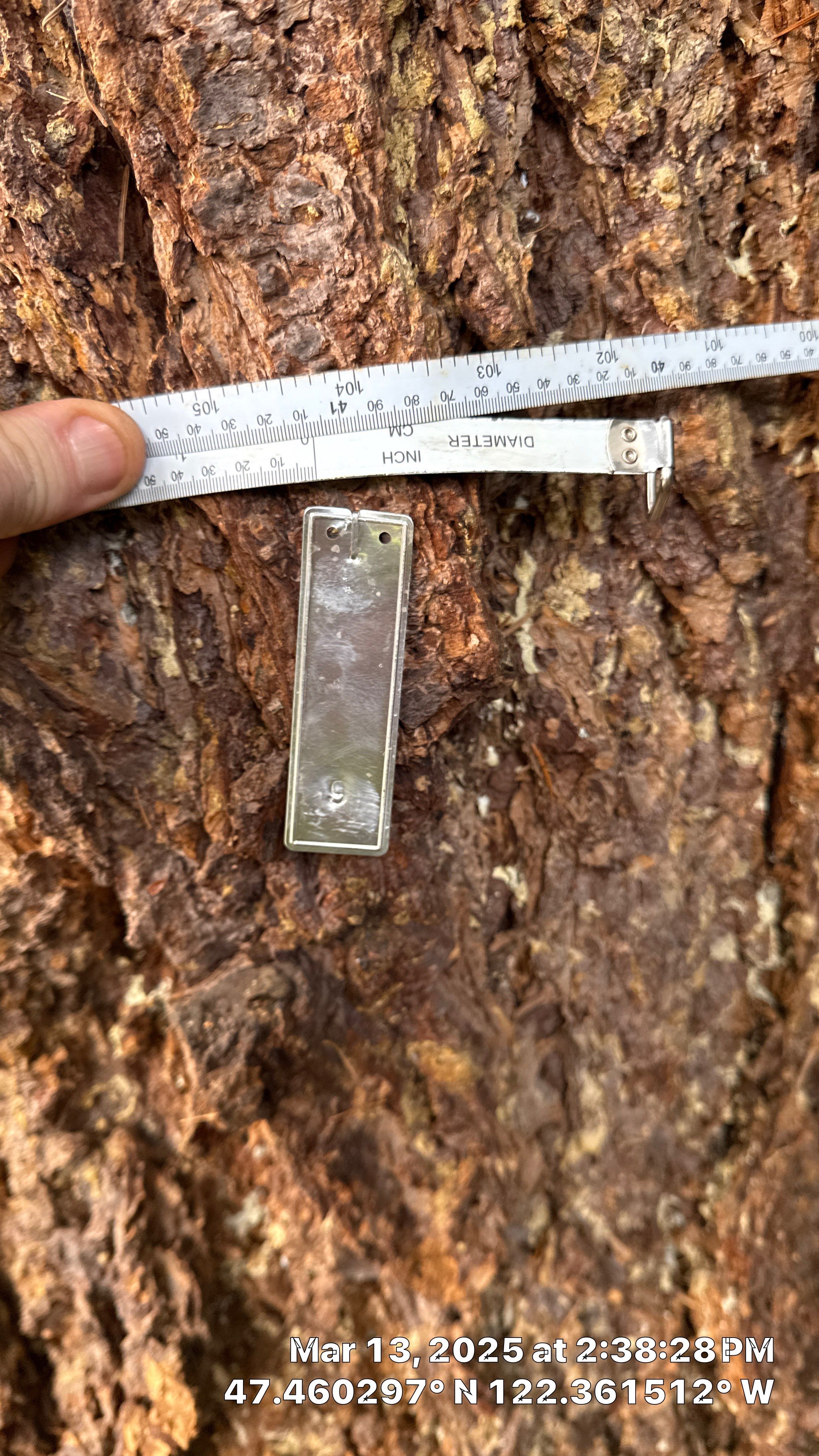 π Arborist Reporting & Tree Surveying β Code Compliance Project by Sound Tree Care LLC