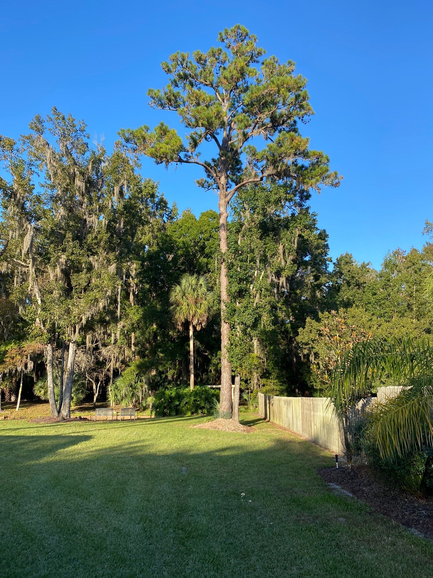 Deerwood Resident | Tree Removal & Stump Grinding by ProGreen Services