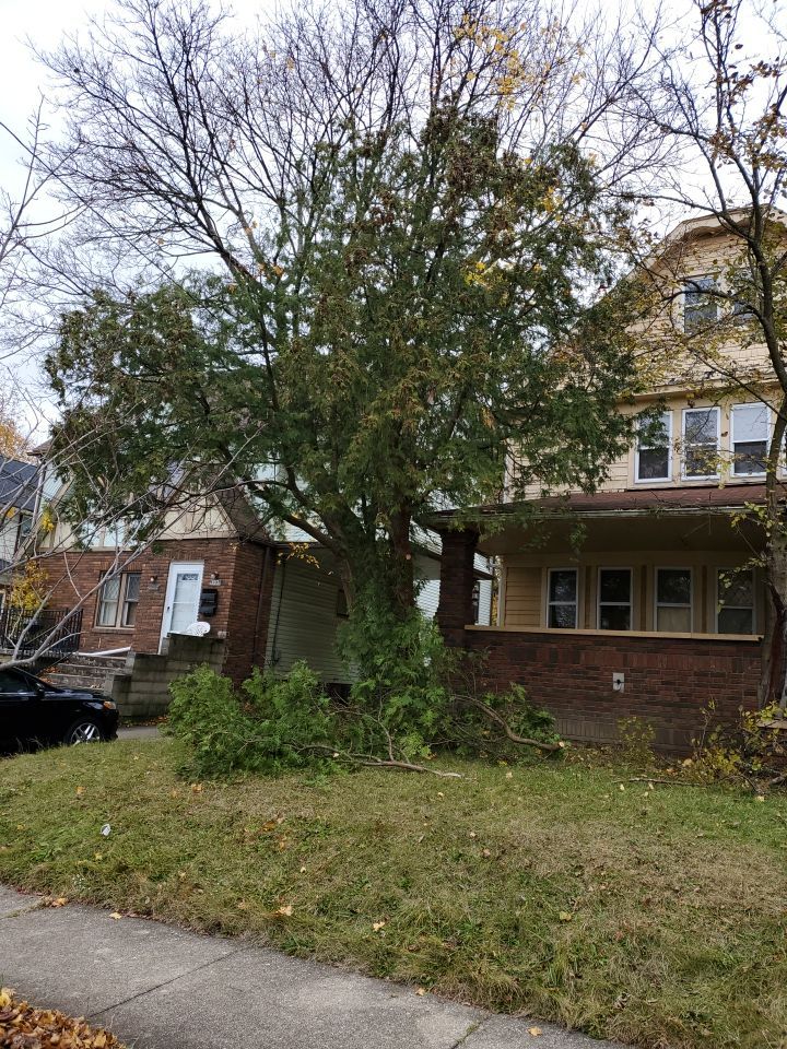 Tree Removal using Tree Removal by Mike Jones & Sons Tree Service LLC 