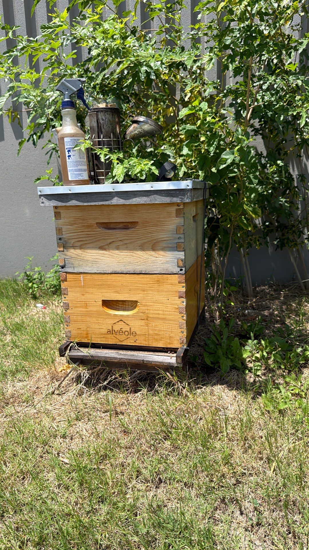 Big Rig Lot Bees by Rockwall Honey Bee Company