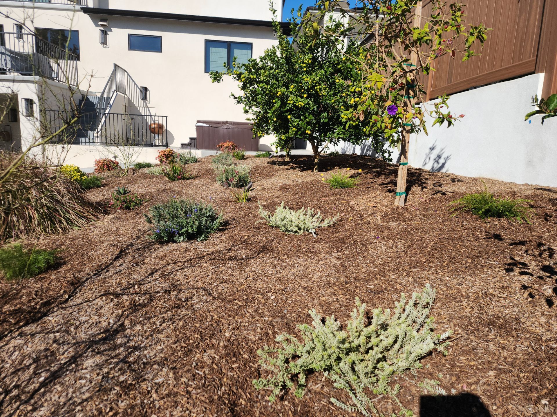 Modern Planting Installation and Low-Maintenance Landscaping in San Diego by Yard Techs