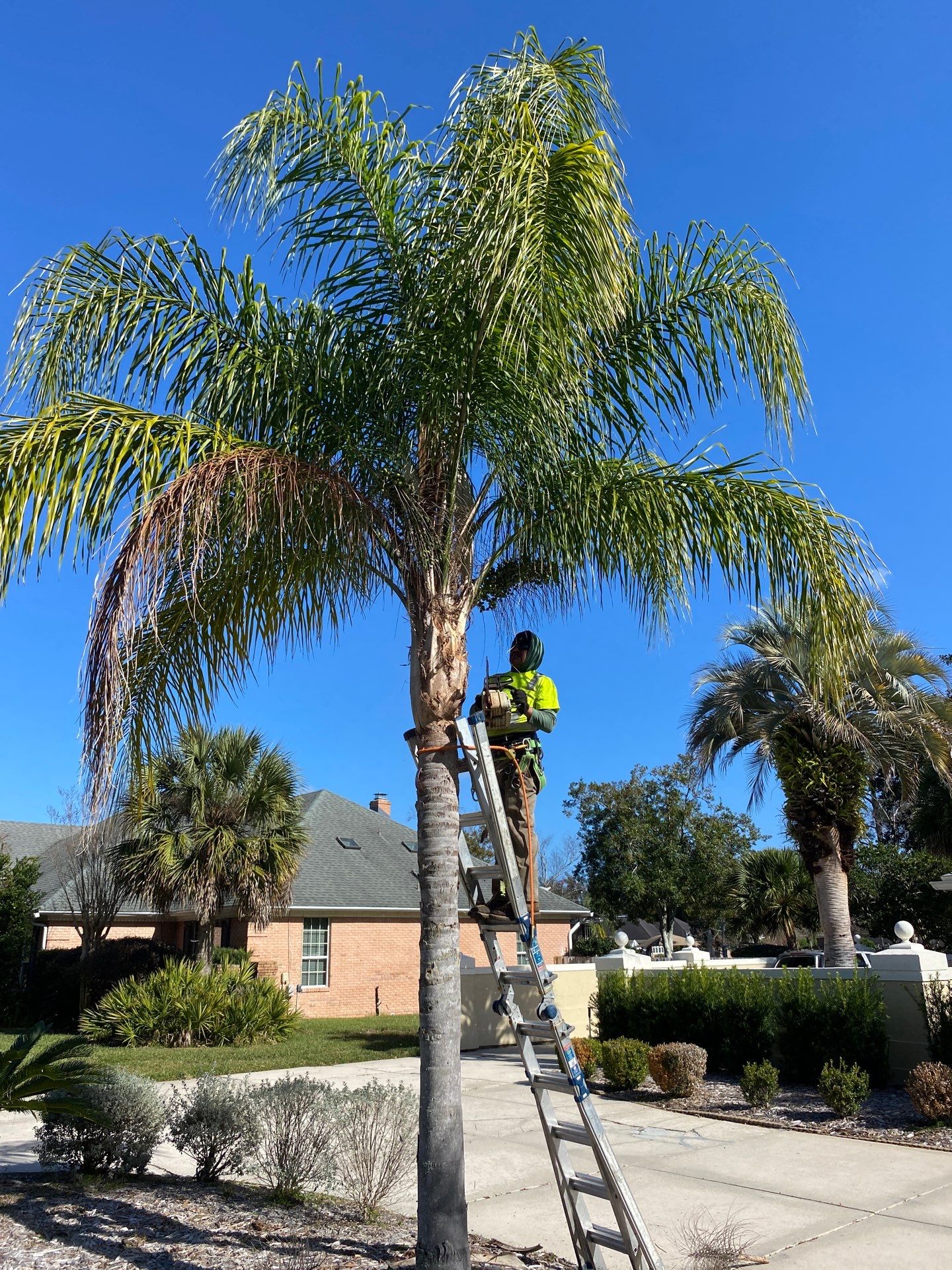 Deerwood Resident | Tree Removal & Palm Trimming by ProGreen Services
