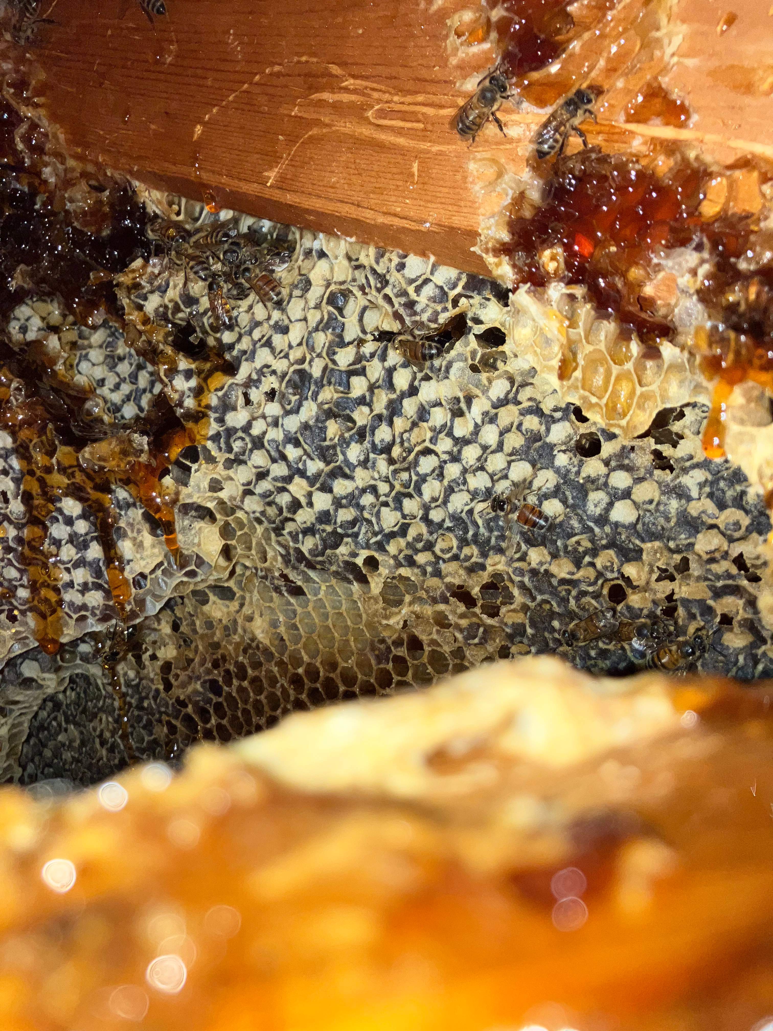 Dripping Deadout by Rockwall Honey Bee Company