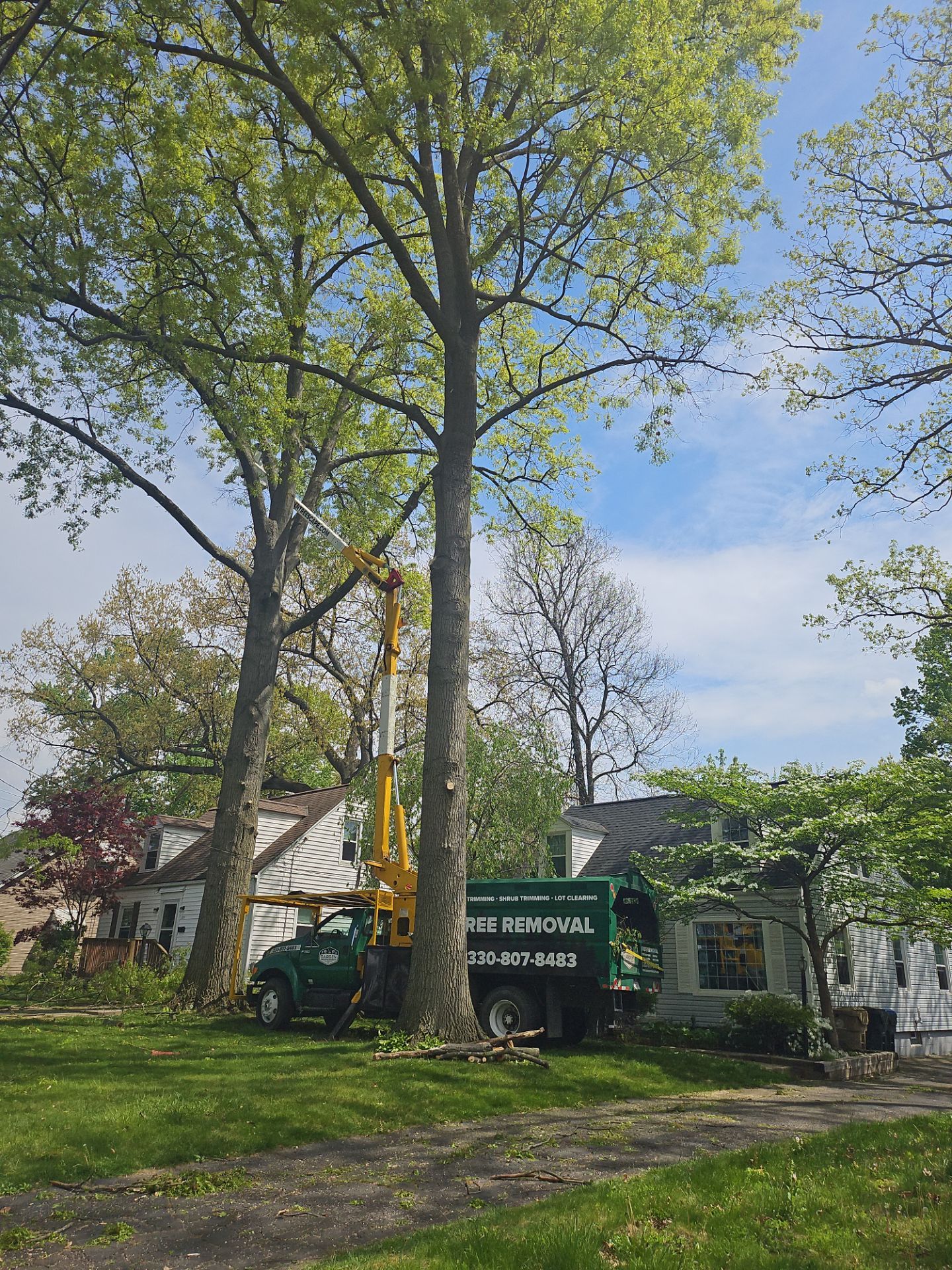 Tree Trimming using Tree Pruing by Mike Jones & Sons Tree Service LLC 