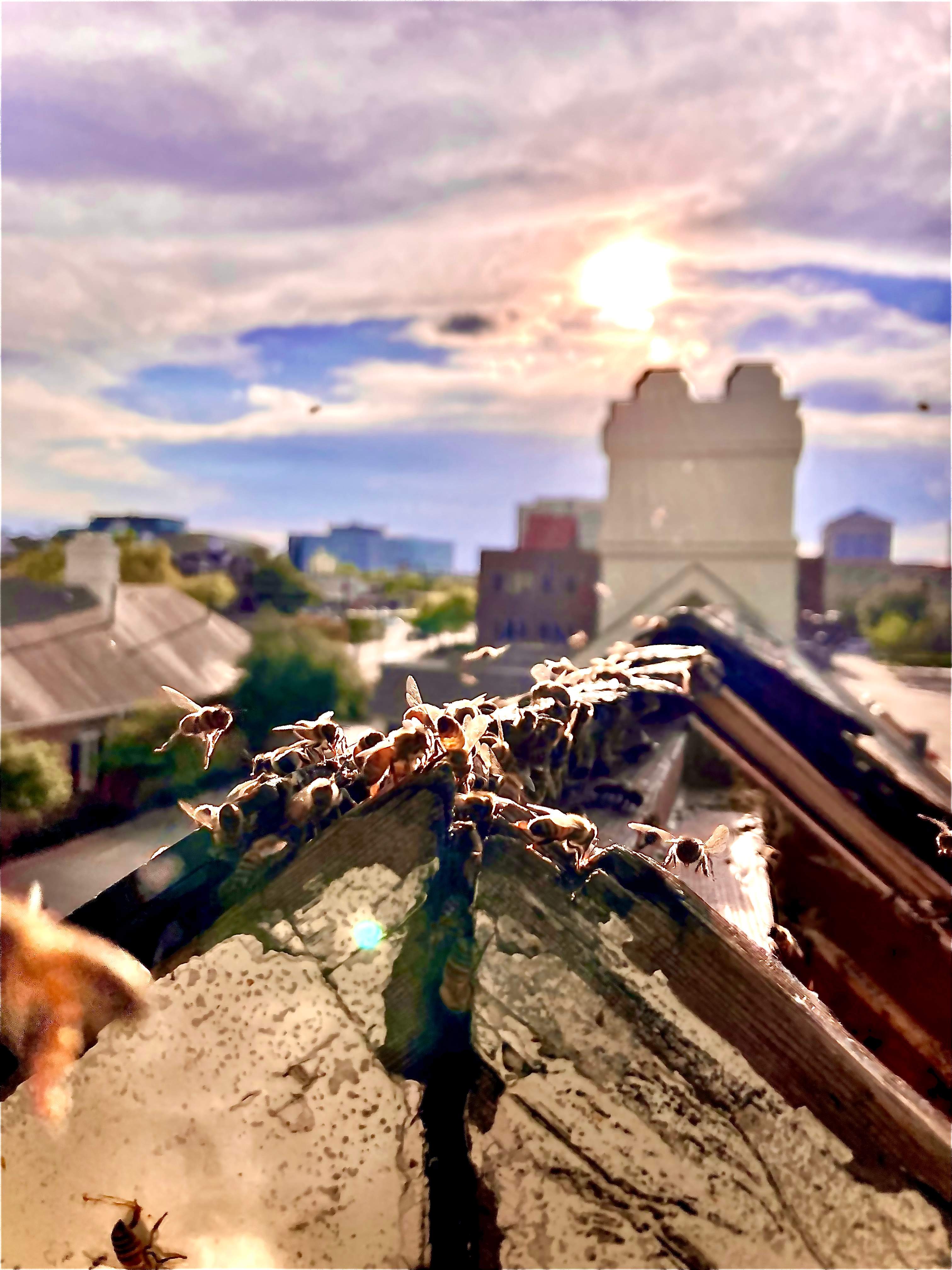 Commercial Roof by Rockwall Honey Bee Company