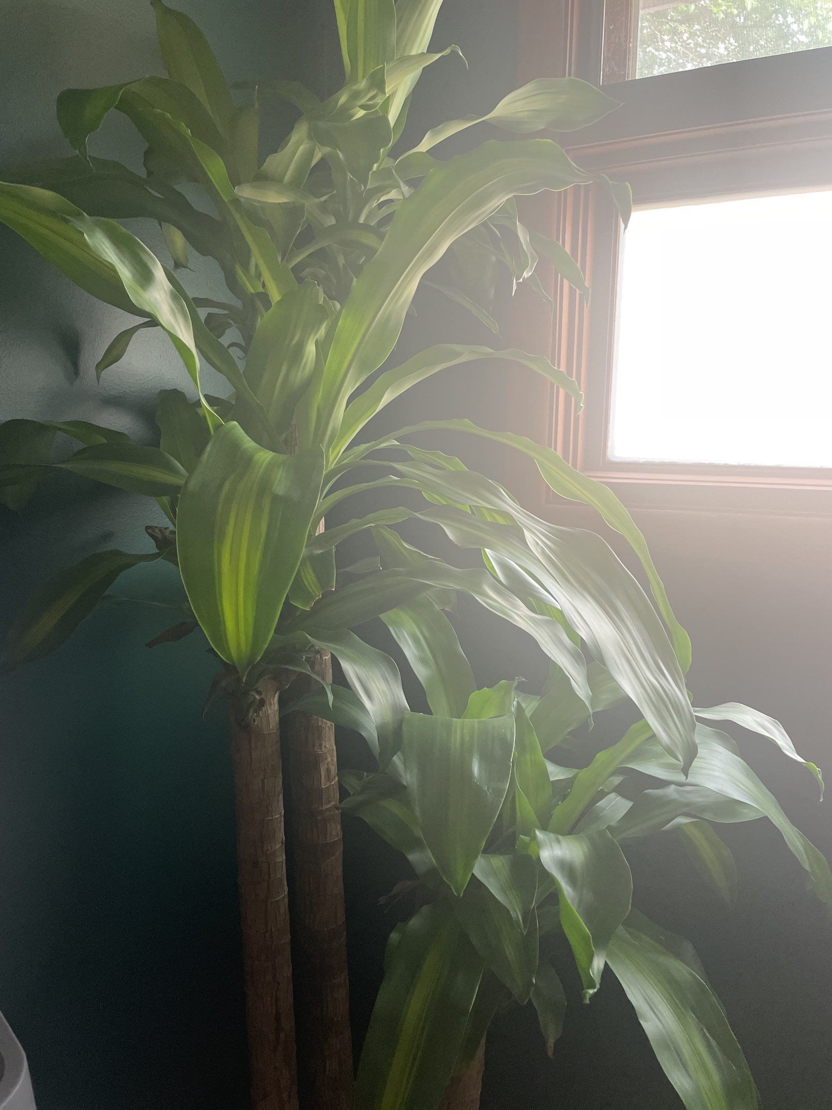 Apartment using sticks by CompanyCam