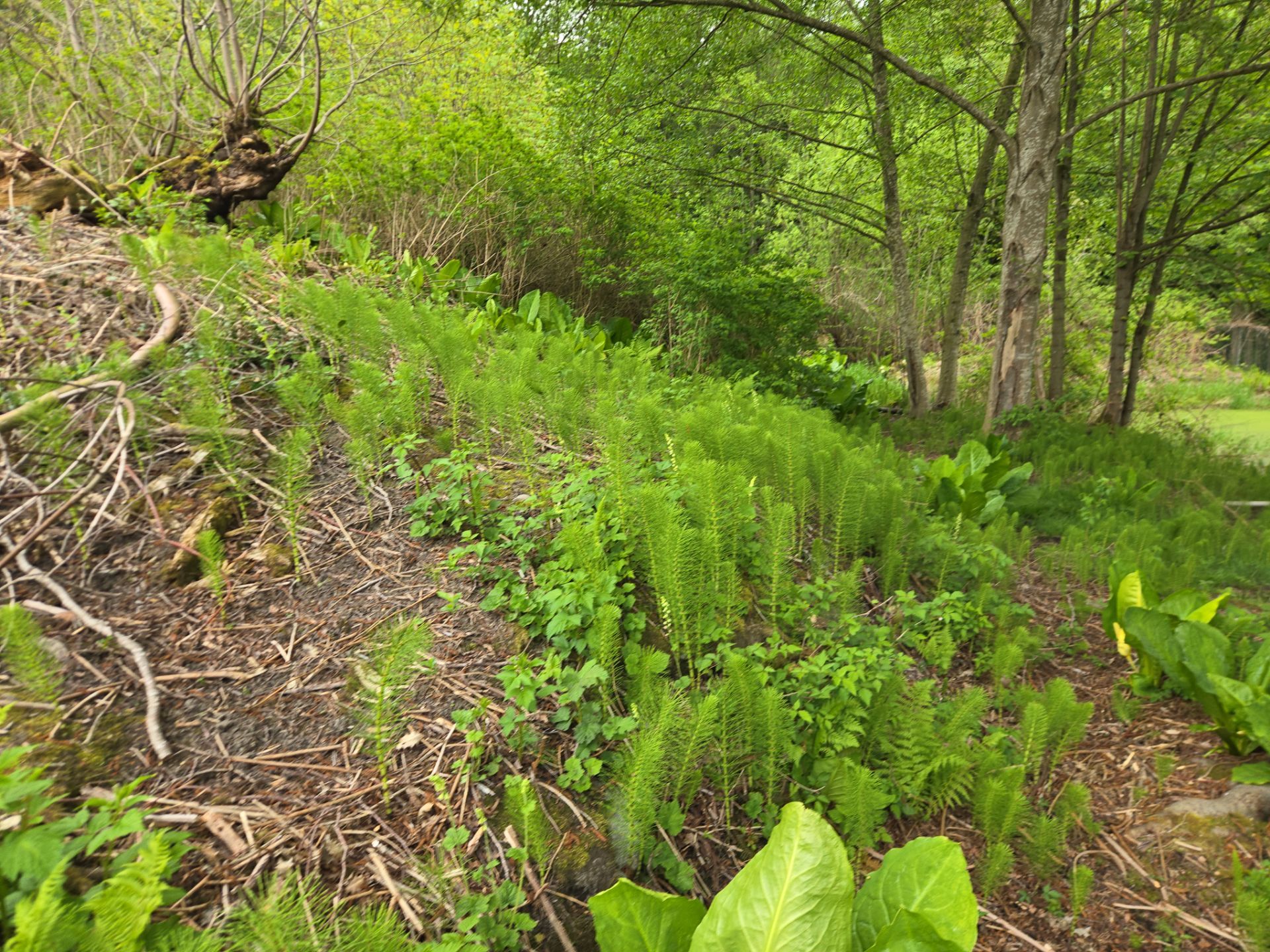 Island View - Ecological Restoration & Stewardship by Habanero Landscape Solutions