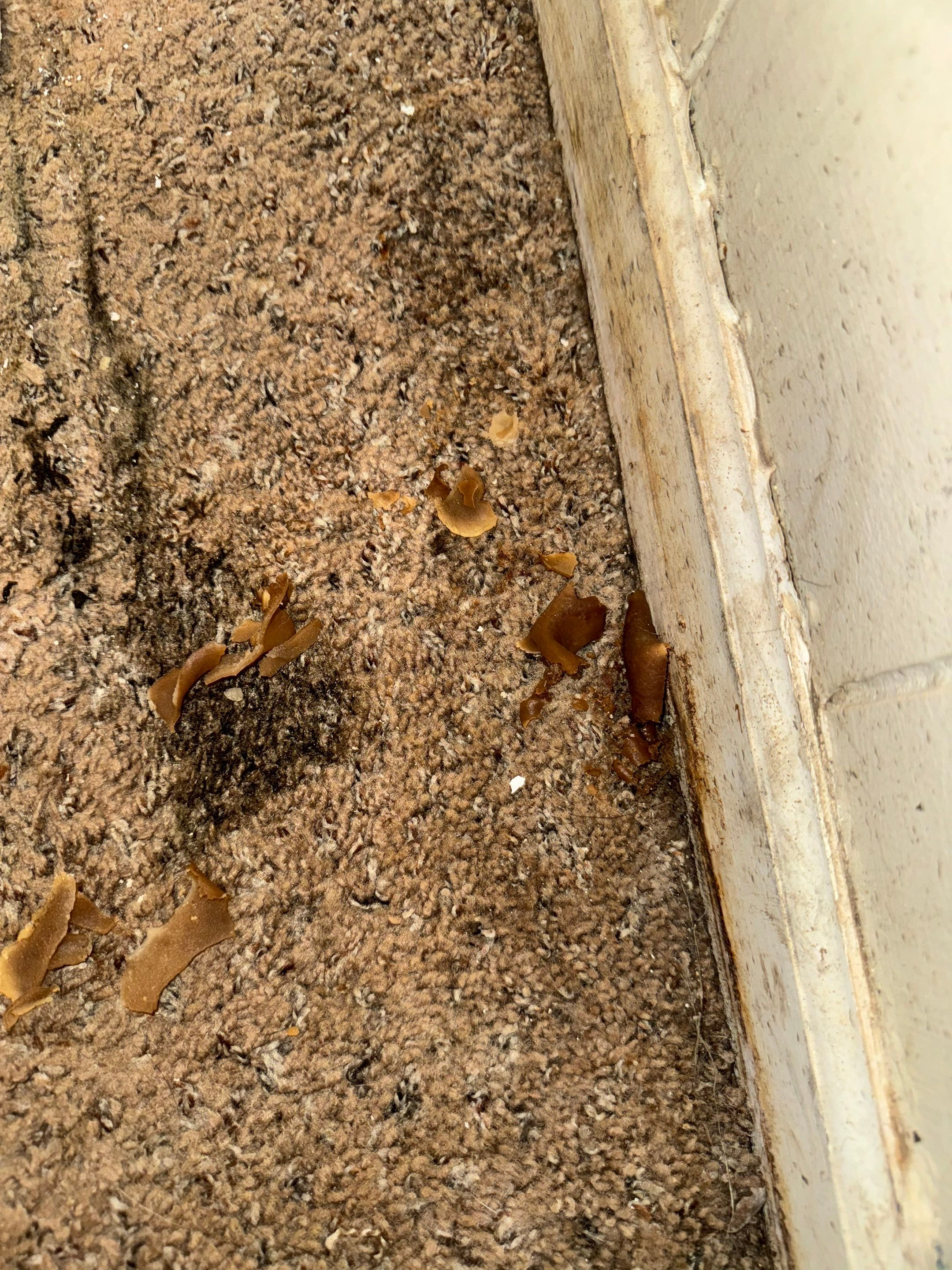 Mold Remediation Project by Chicagoland Water Medics
