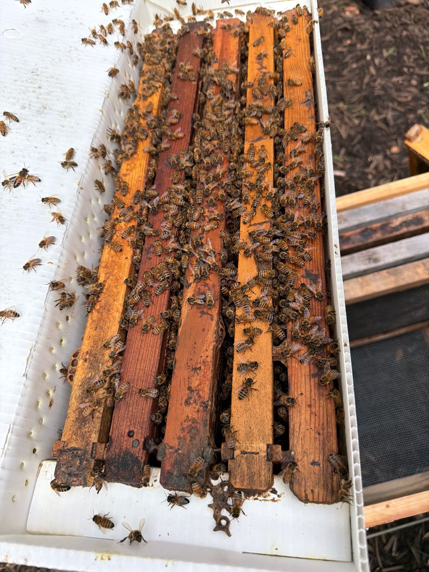 Apartment Retreat for Honey Bees in Garland by Rockwall Honey Bee Company