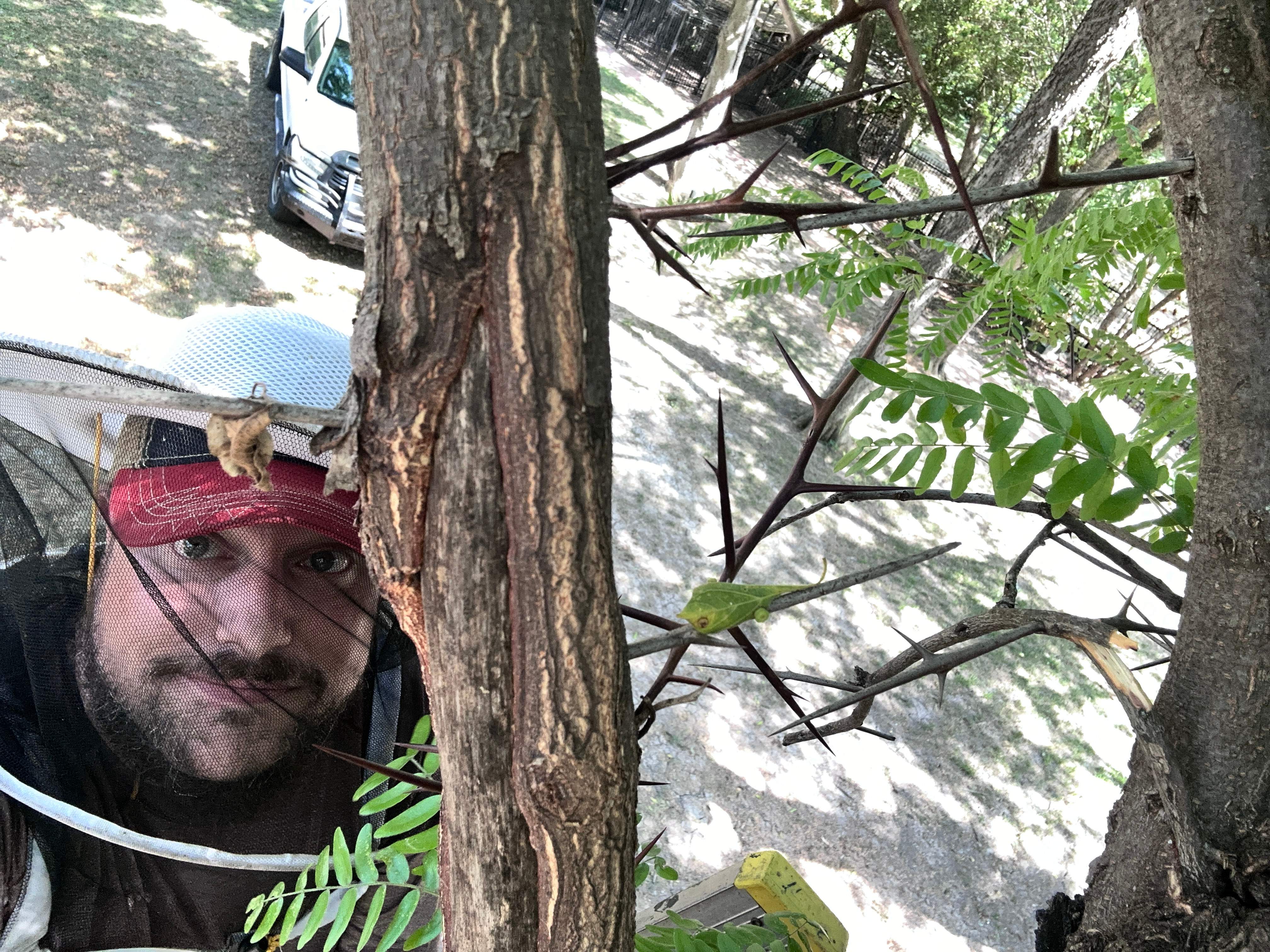 Two More Trees, One More Yard by Rockwall Honey Bee Company