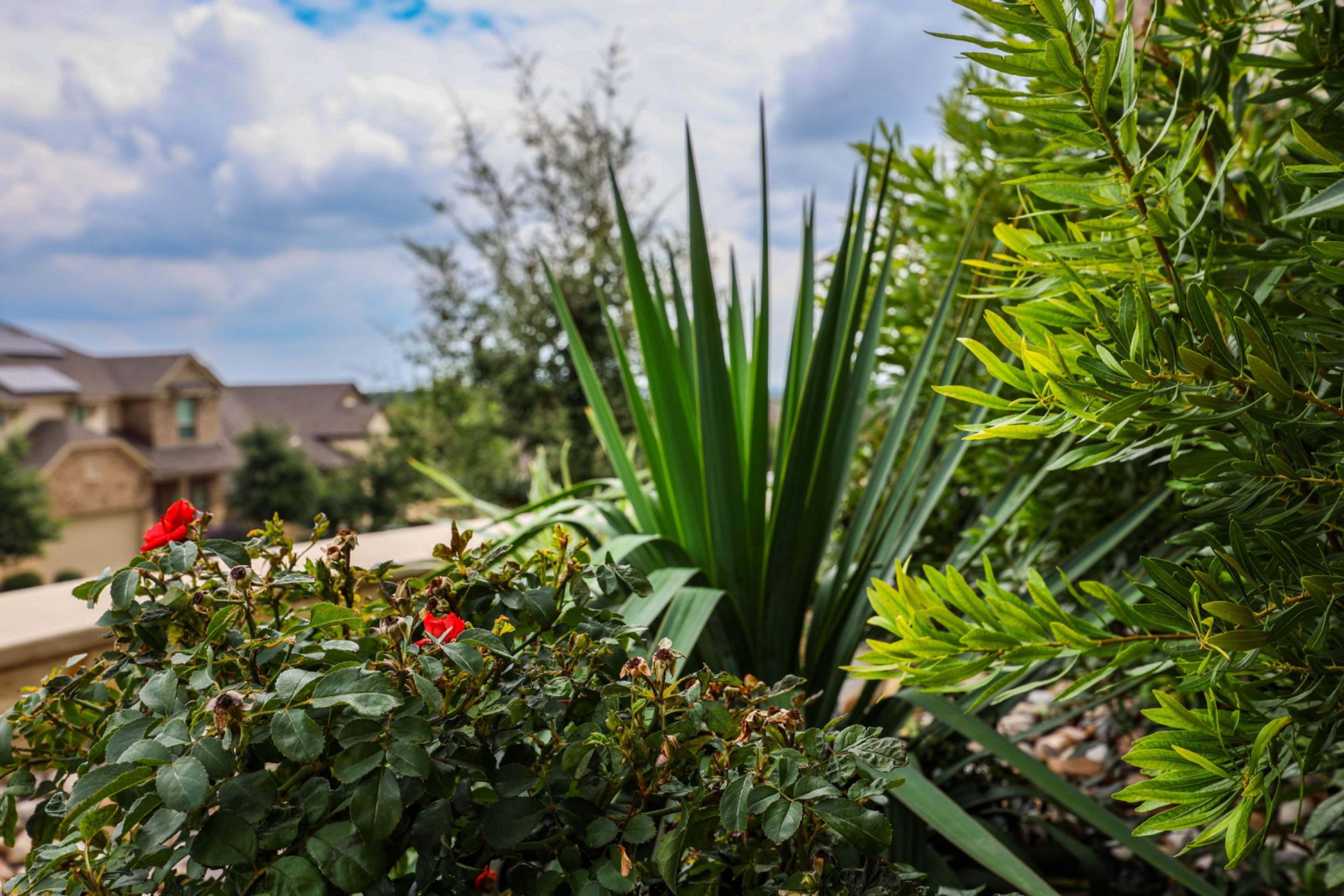 Indian Springs Preserve - San Antonio, TX by Hole In One Lawns, LLC