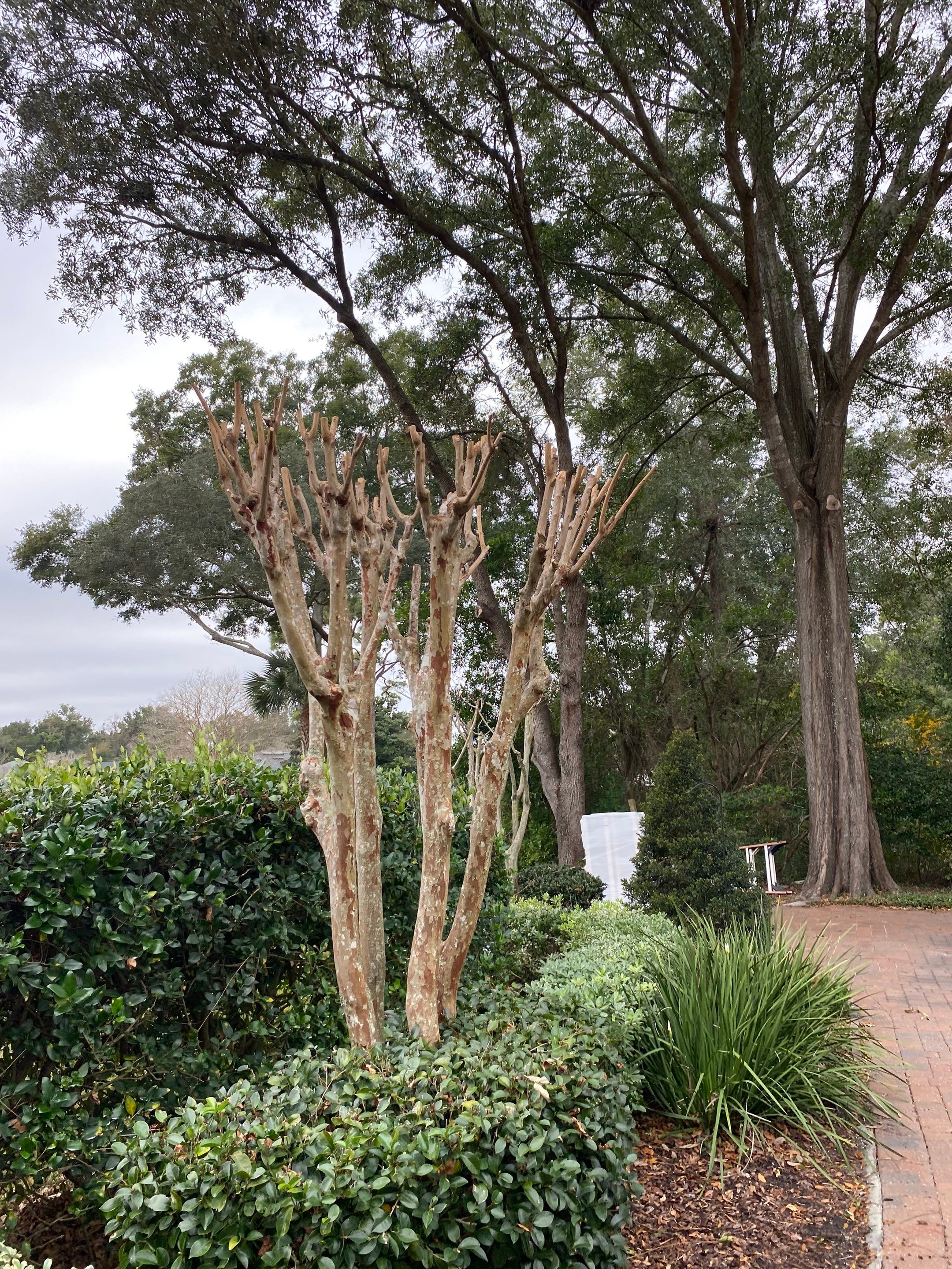 Deerwood Residence | Tree Trimming by ProGreen Services