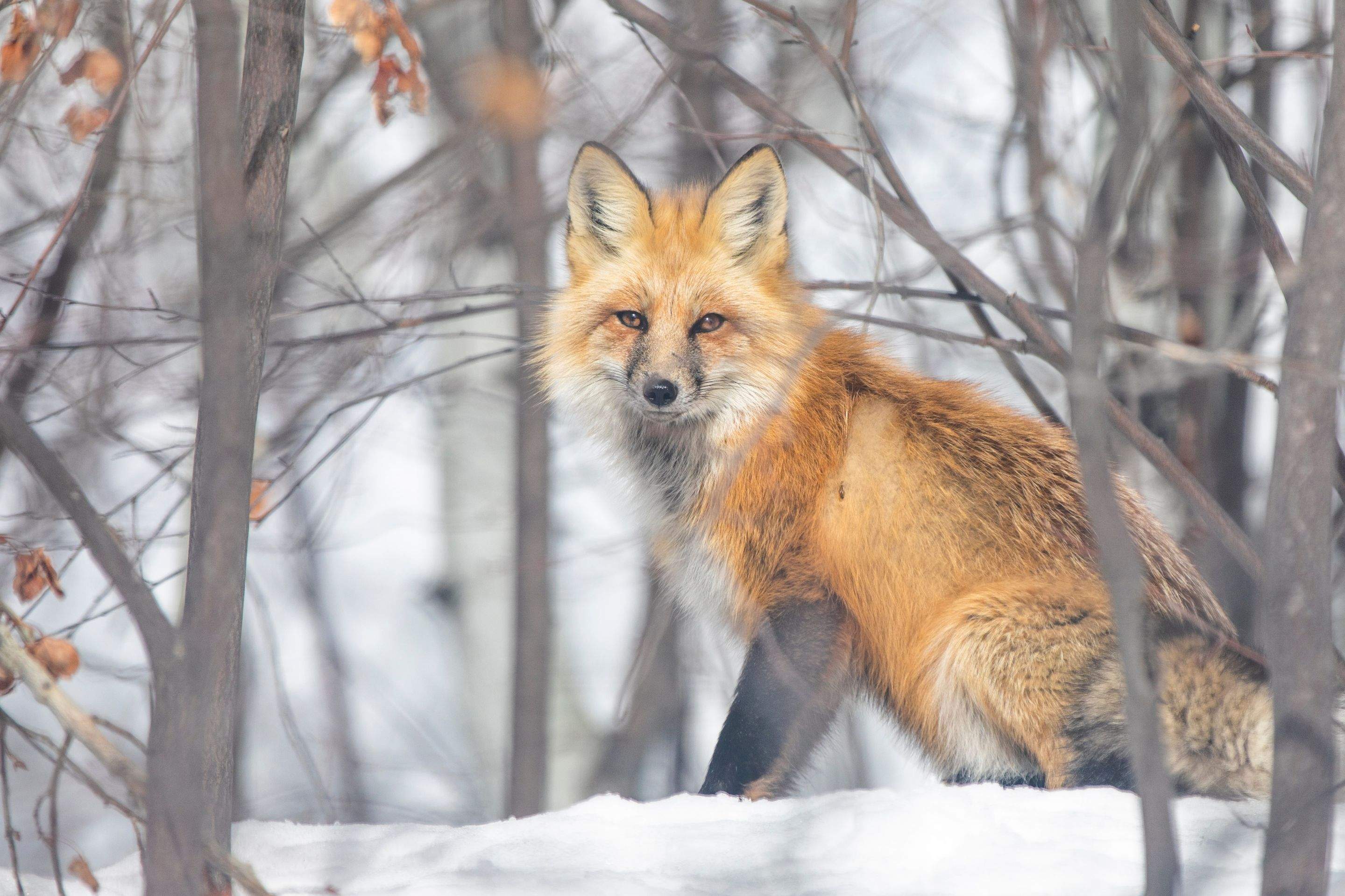 Animals using Ruby by CompanyCam